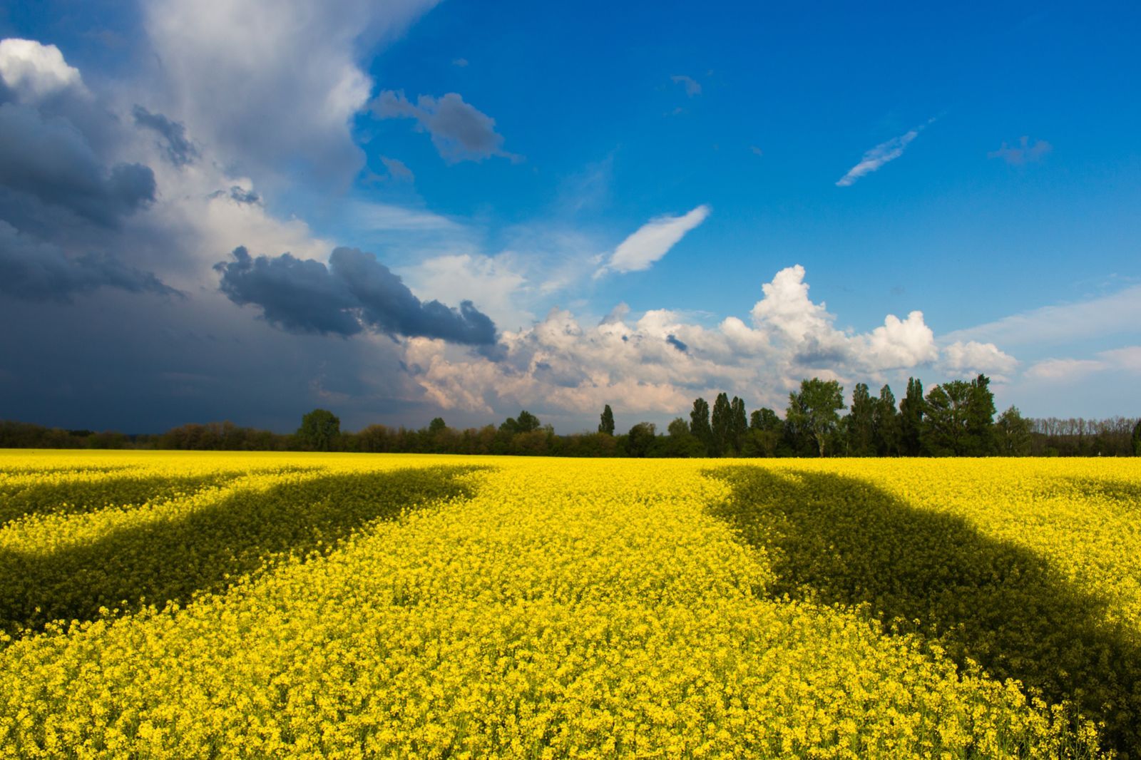 1600x1066 Outdoors Landscape Trees Clouds Flowers Summer Field Sun Countryside Farm Agriculture Yellow Rural Wallpaper Best High Quality Wallpaper