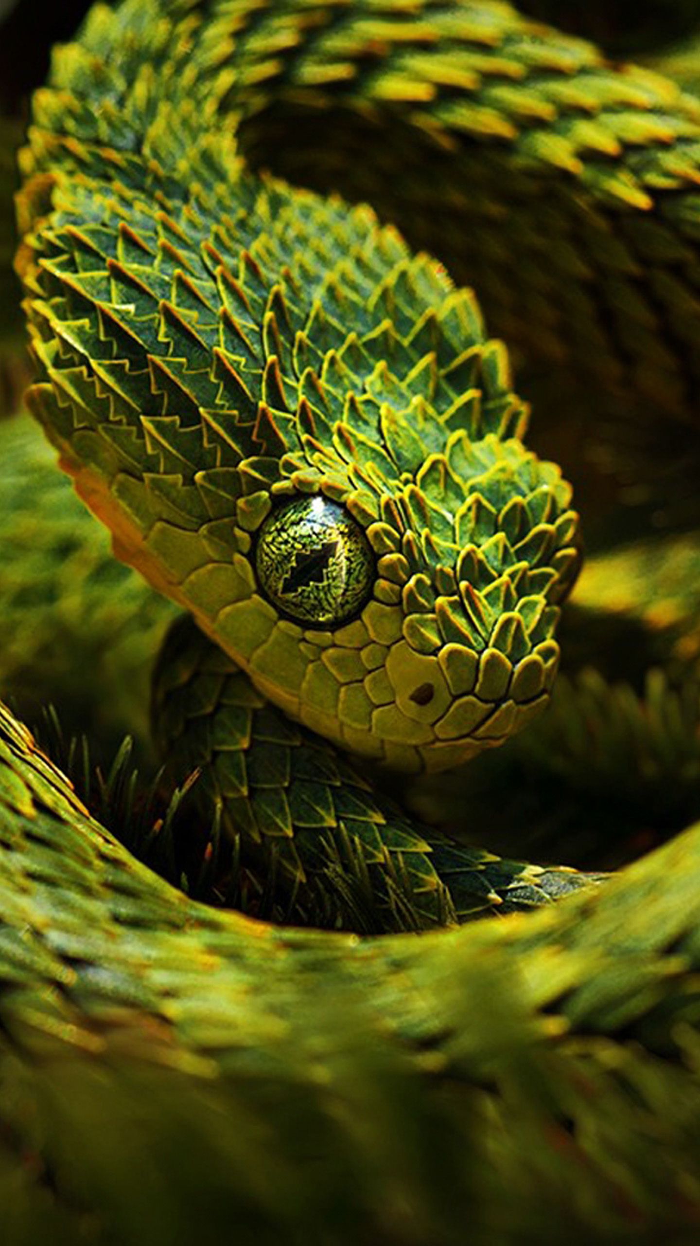 1440x2560 Snake Wallpaper Hd Creative Snake Wallpaper Snake