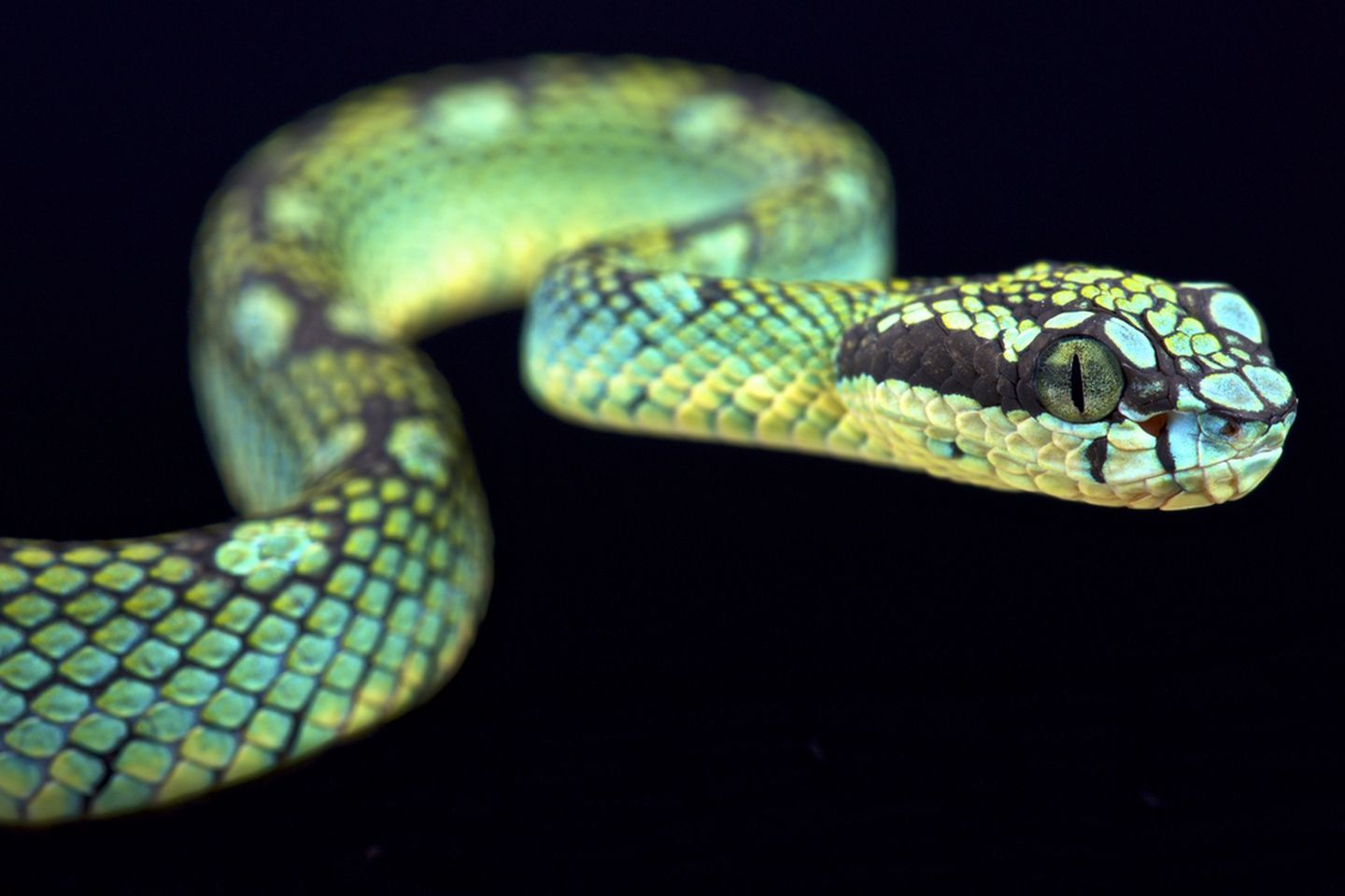 1440x960 Gorgeous Snake Species Around The World Mnn Mother
