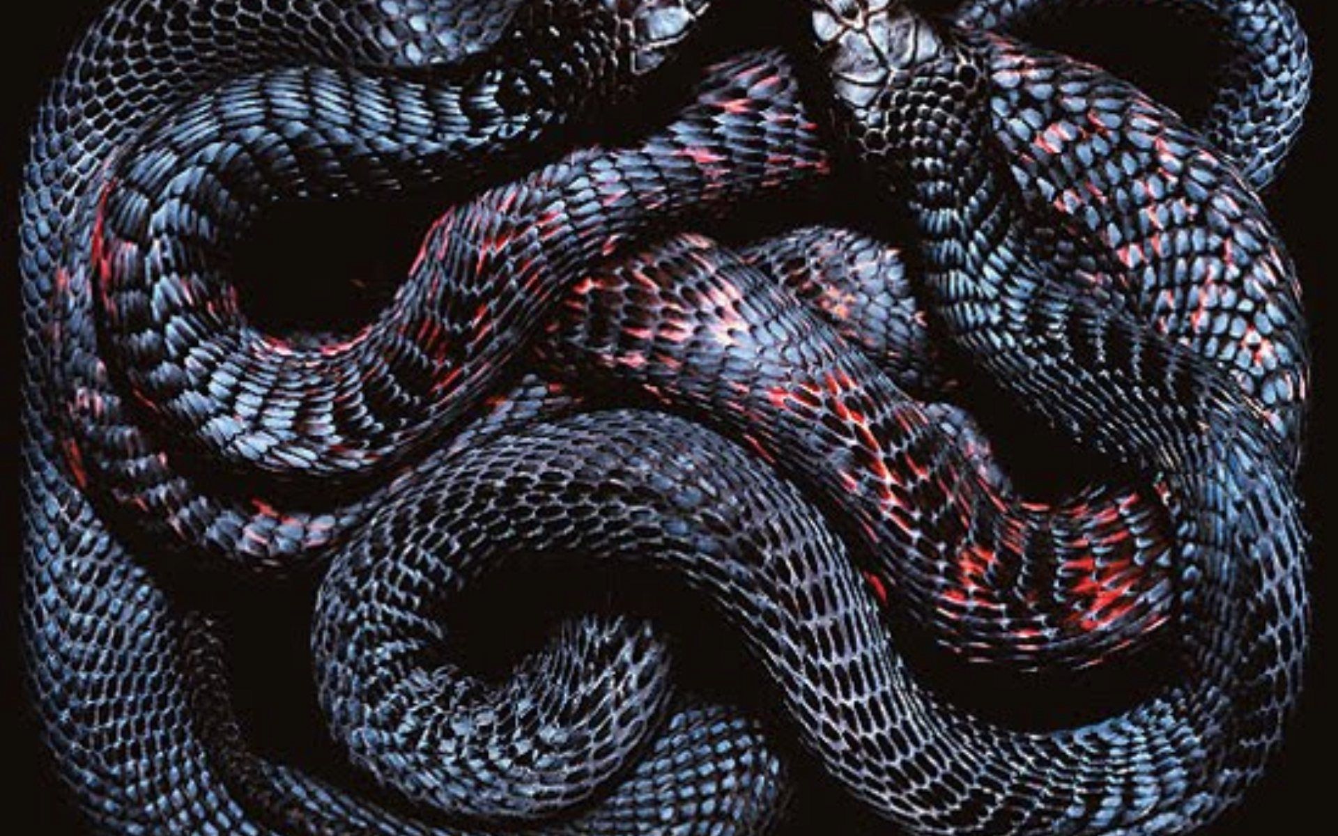 1920x1200 All Snakes Wallpaper