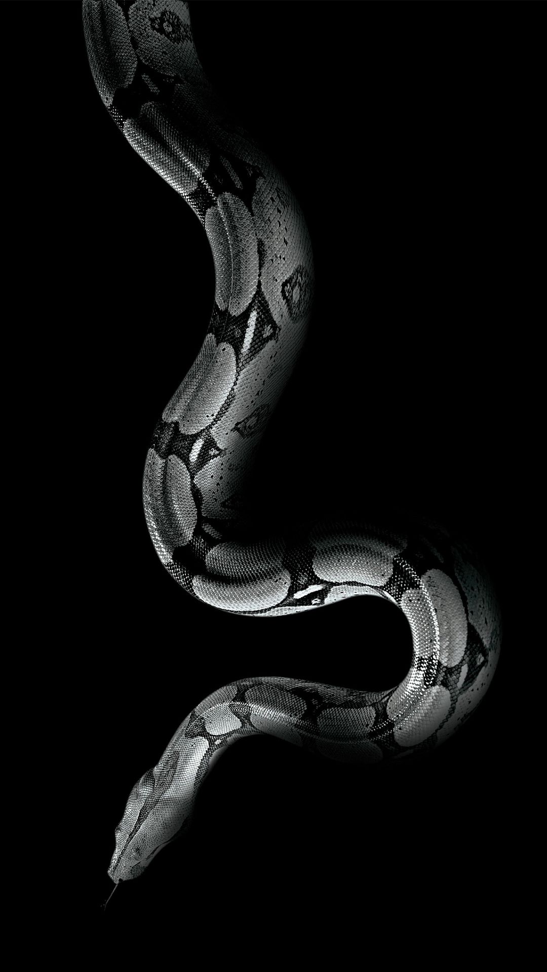 1080x1920 White Snake Iphone Wallpaper Hd