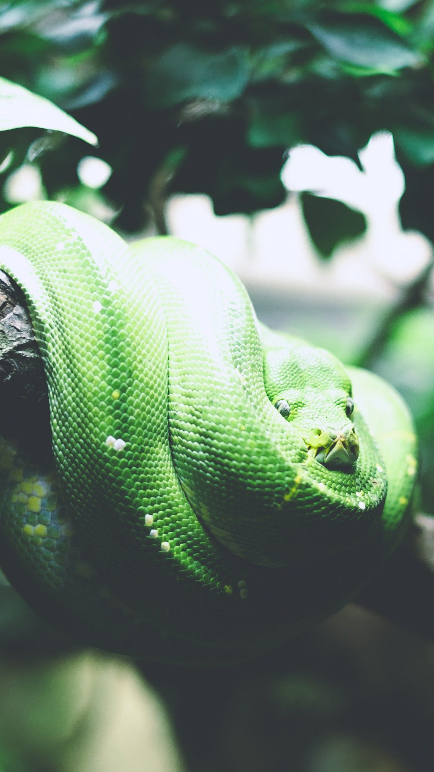 1440x2560 Tree Snake Wallpaper Iphone Android Desktop Background