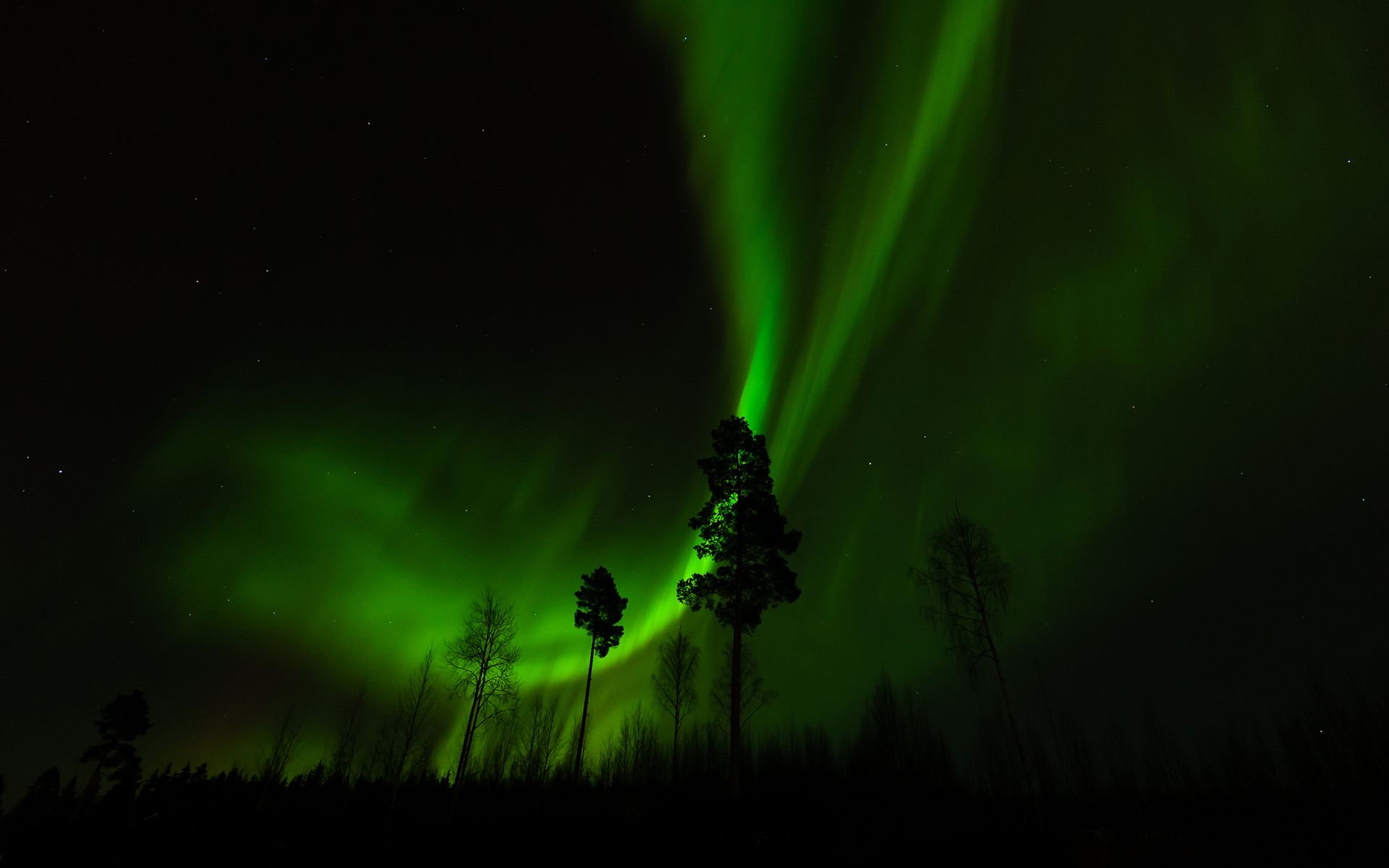1920x1200 Aurora Borealis Northern Lights Night Green Trees Stars Sky Landscapes Wallpaper 1920x1200