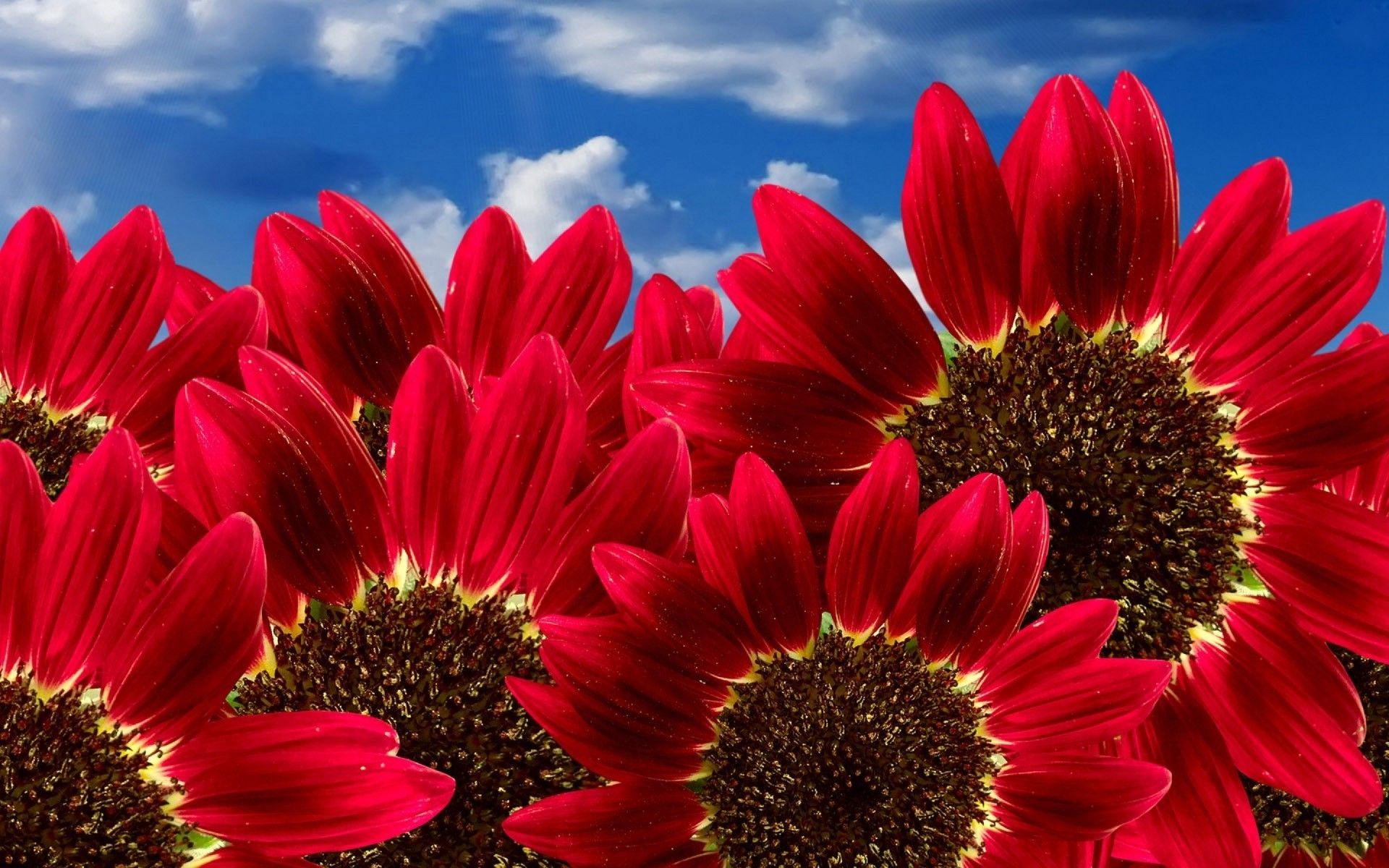 1920x1200 Large Red Sunflowers