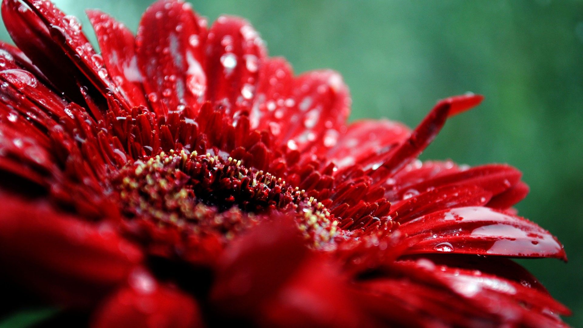 1920x1080 Gallery Of 43 Red Flower Background Wallpaper B Scb Wallpaper