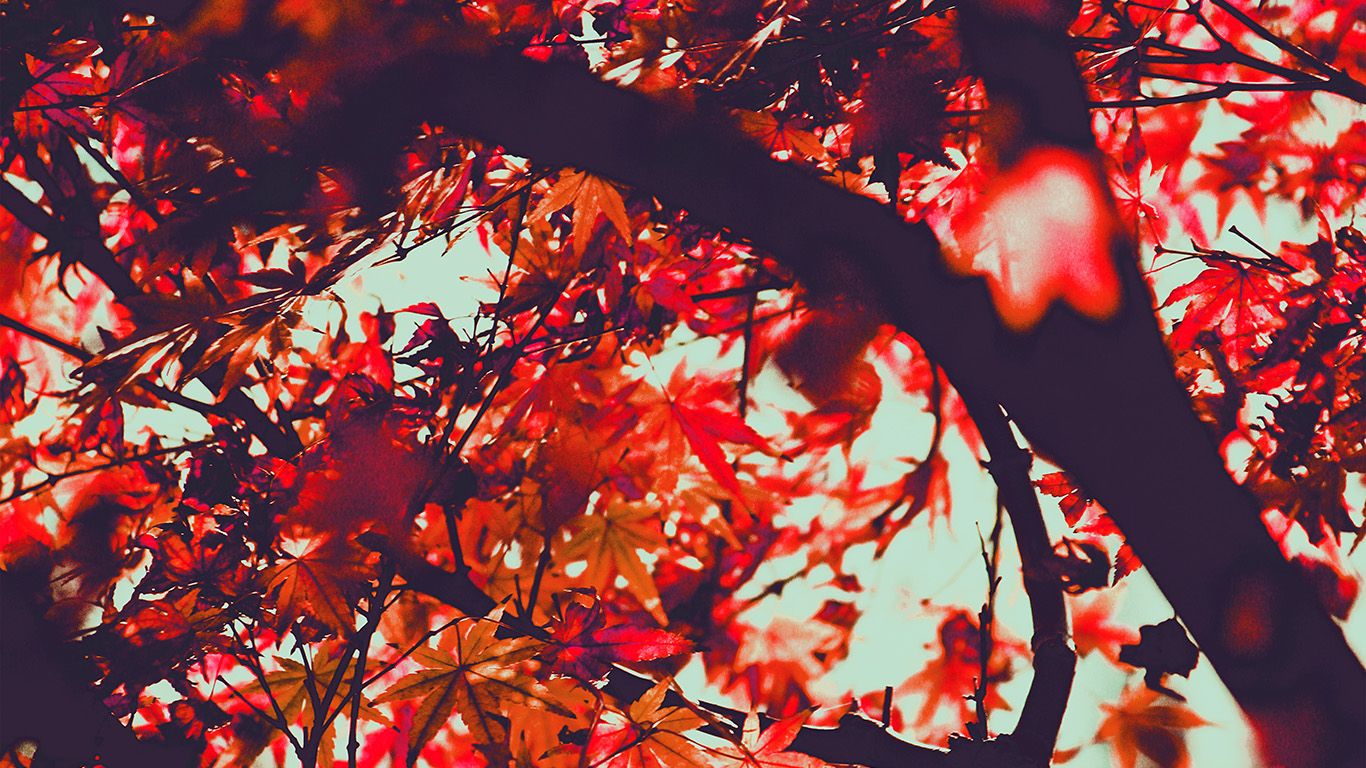 1366x768 Fall Tree Leaf Autumn Nature Mountain Red Wallpaper