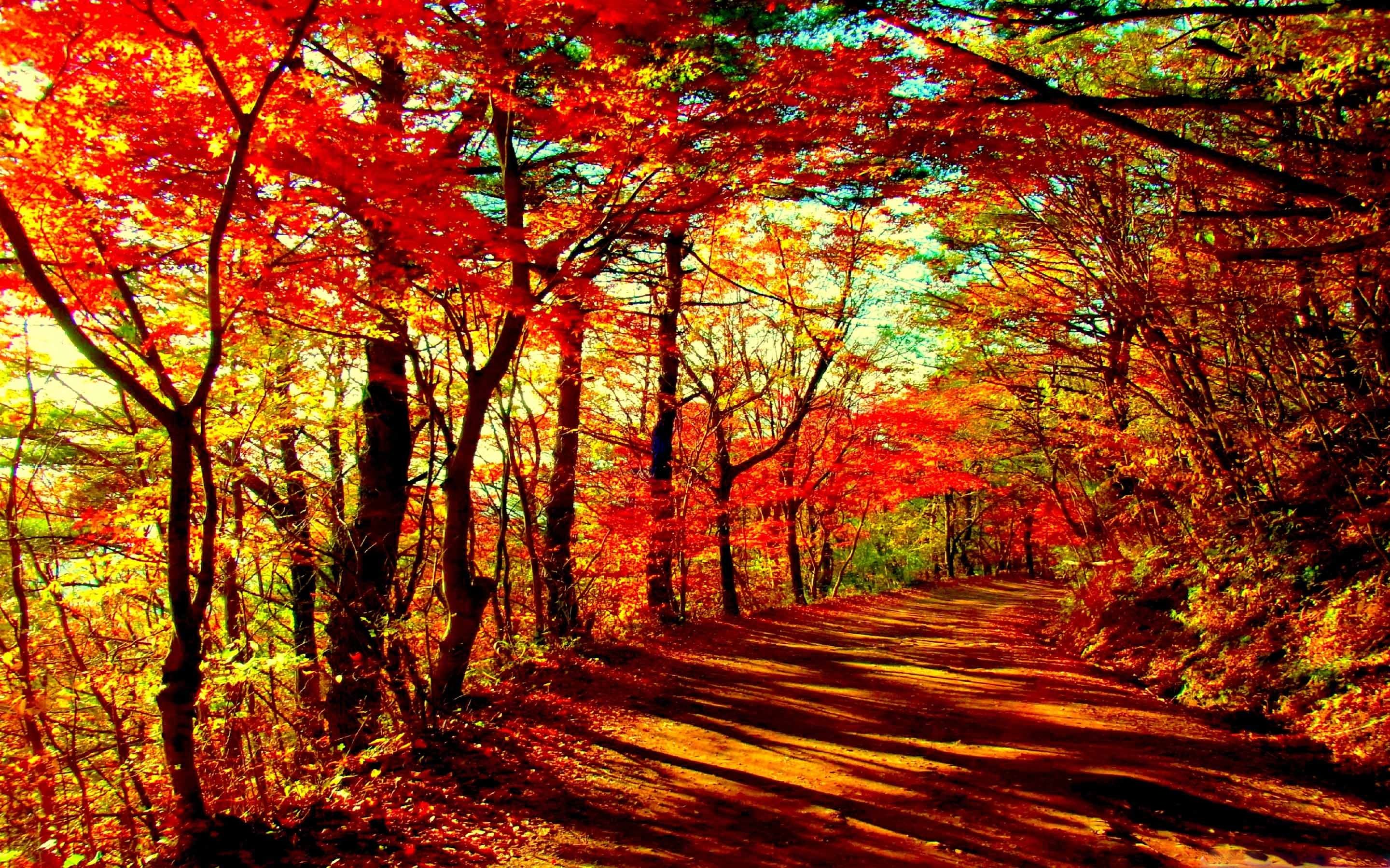 2880x1800 Autumn Forest Macbook Air Wallpaper Download