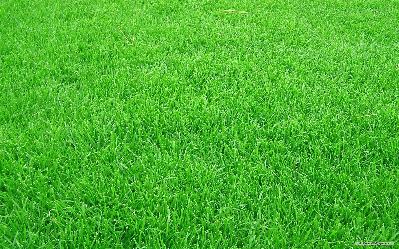 1680x1050 Grass Background