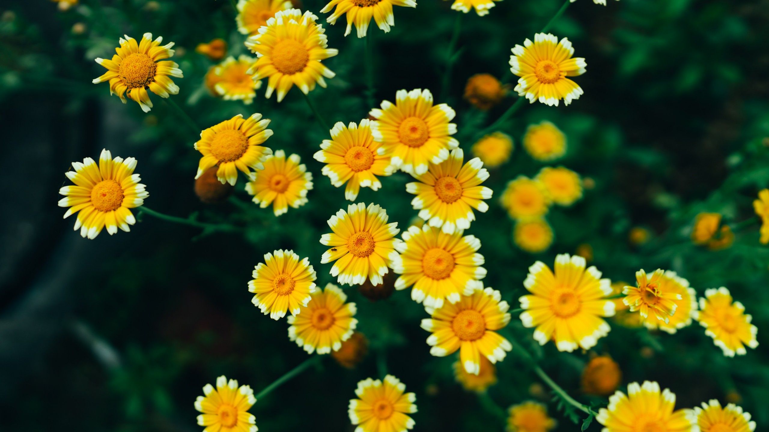 2560x1440 Daisy Flowers 4k Wallpaper Yellow Flowers Blossom Bloom Pollen 5k 8k Flowers