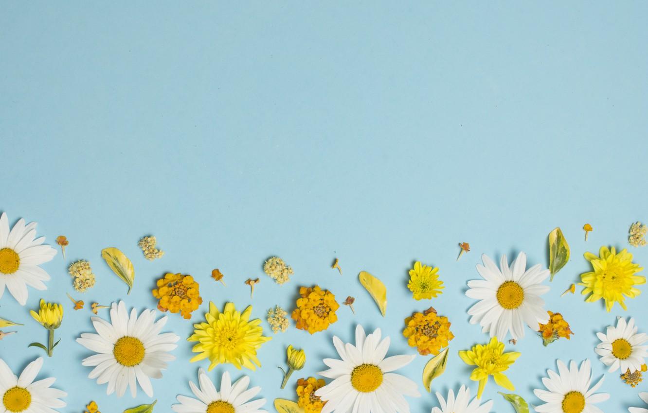 1332x850 White And Yellow Flowers Wallpaper