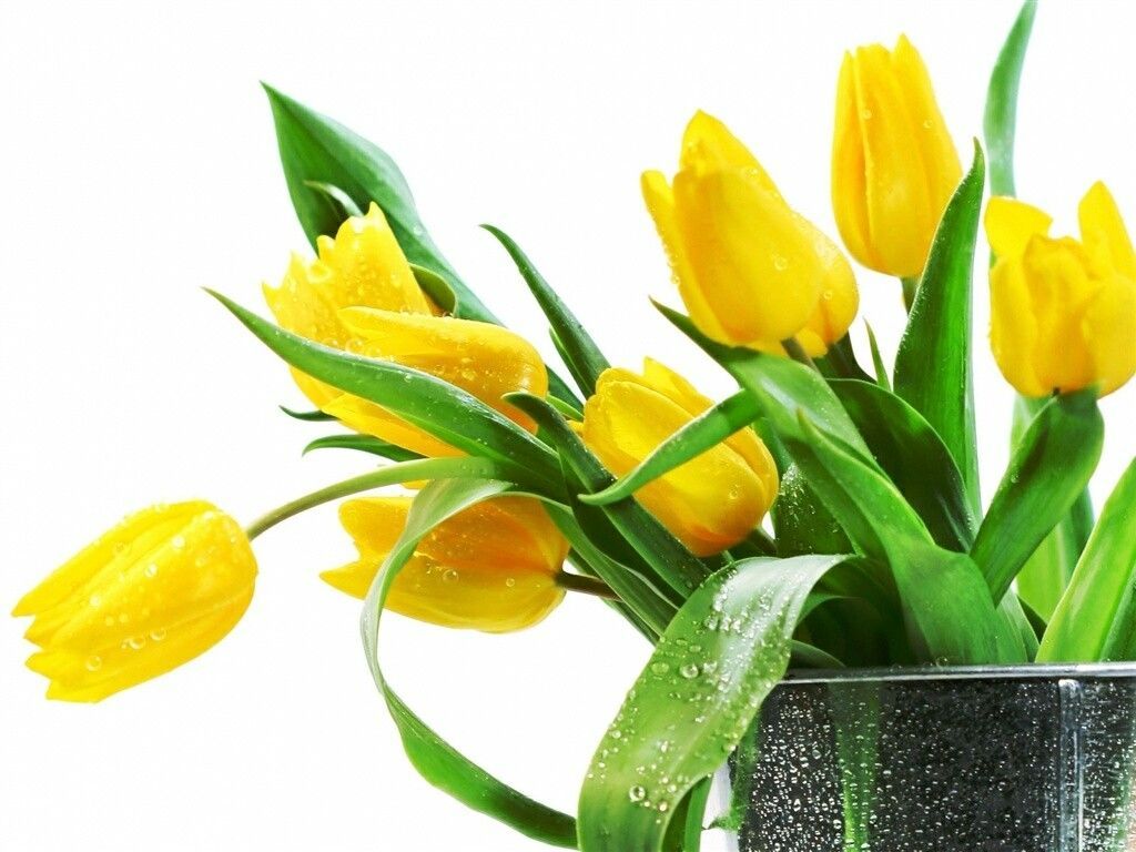 1024x768 Download Free 25 Most Beautiful Best Fresh Yellow Flower Wallpaper For Desktop In 1920x1200 1920x Yellow Tulips Yellow Flower Wallpaper Red Flower Wallpaper