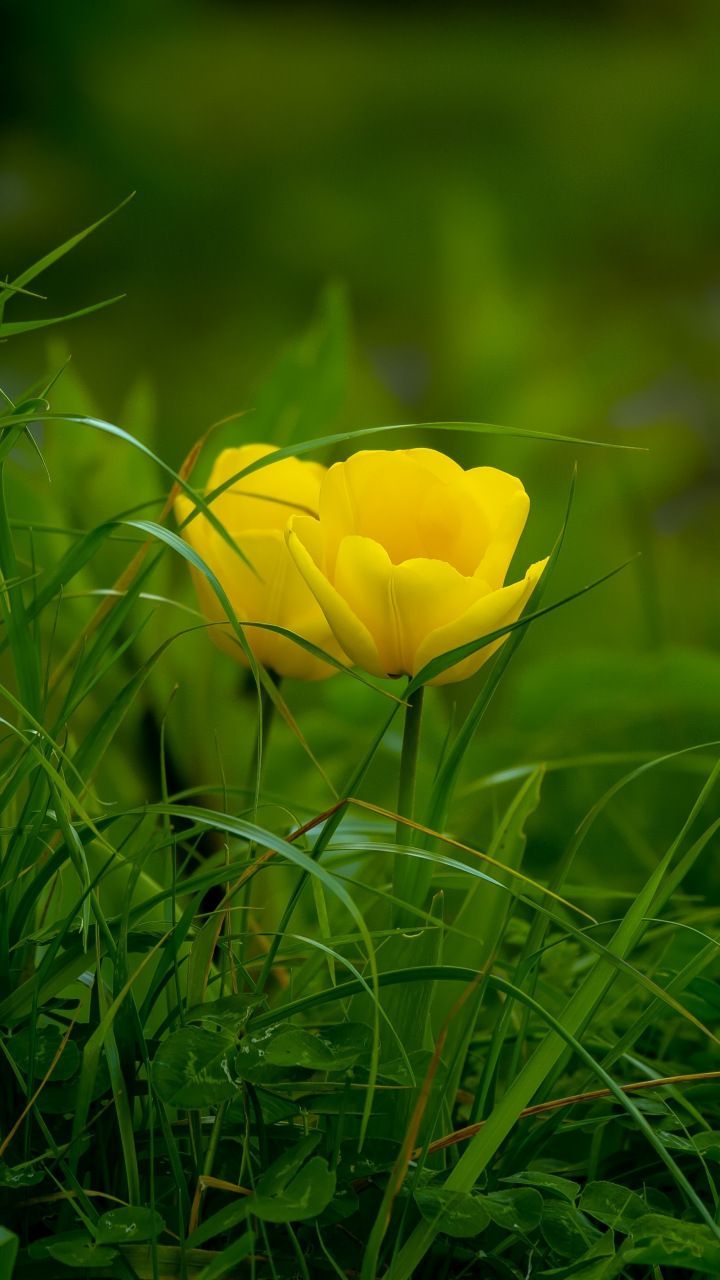 720x1280 Download 720x1280 Wallpaper Grass Yellow Tulips Bloom Samsung Galaxy Mini S3 S5 Neo Alpha Son Yellow Tulips Nature Background Image Flowers Photography
