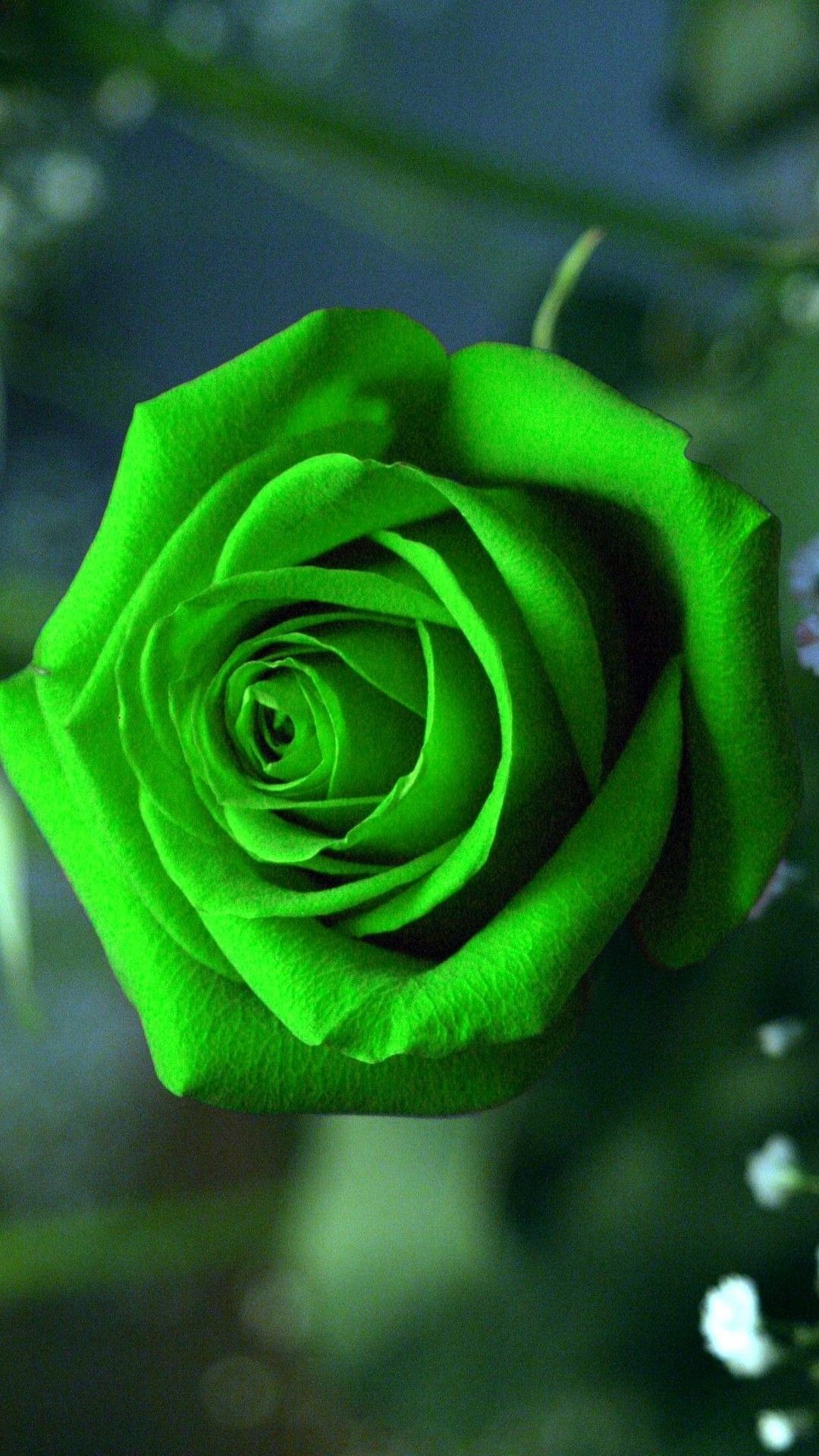 1080x1920 Green Rose Mobile Wallpaper Best Hd Wallpaper Rose Wallpaper Beautiful Flowers Wallpaper Green Rose