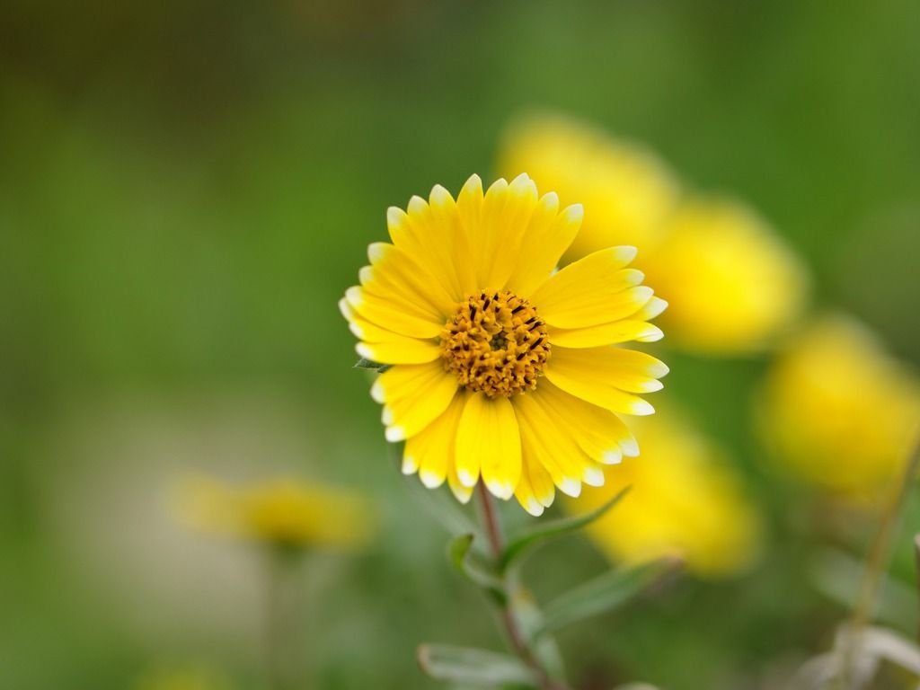 1024x768 Flower Gallery Yellow Flowers Wallpaper Hd Picture U2013 One Hd Wallpaper Picture Background Free Download