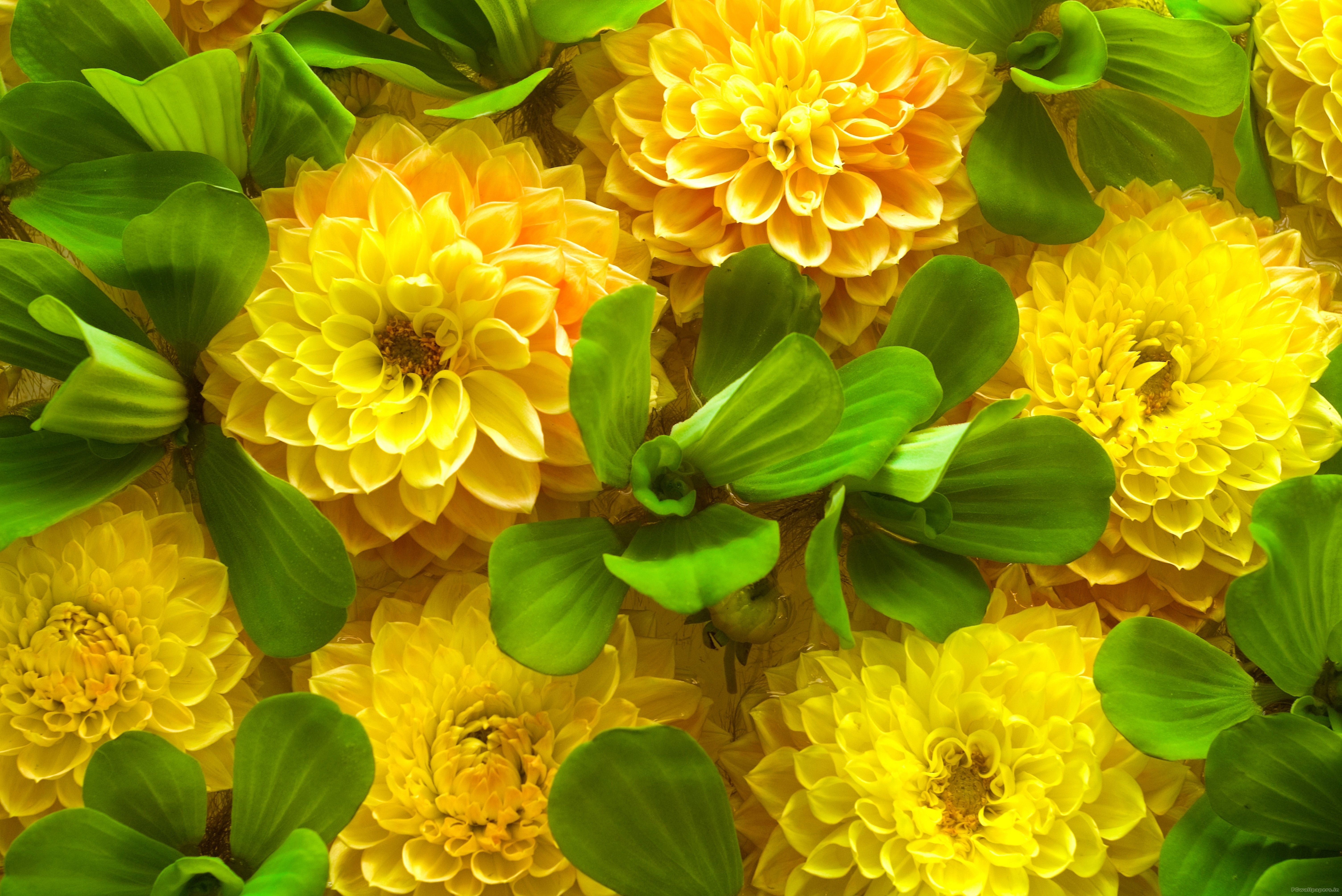 6016x4016 Cool Yellow Flowers Sunshine Free Download Image Yellow Flowers Dahlia Flower Beautiful Flowers Picture