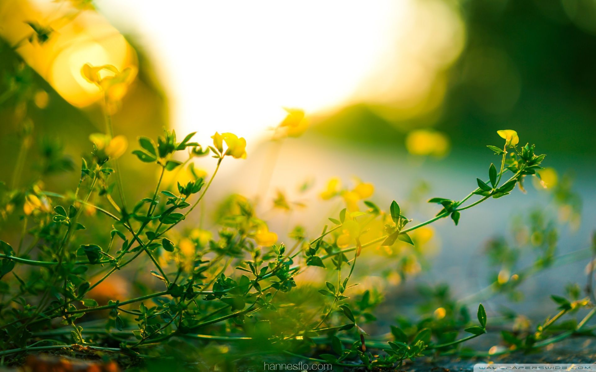 1920x1200 Tiny Yellow Flowers Green Leaves Sunlight Wallpaper