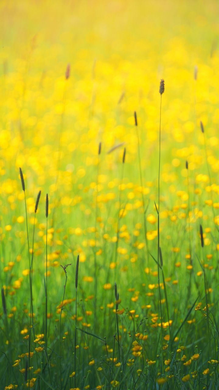 720x1280 Flowers Field Yellow Flowers Plants Meadow 720x1280 Wallpaper Grass Wallpaper Yellow Flowers Yellow Plants