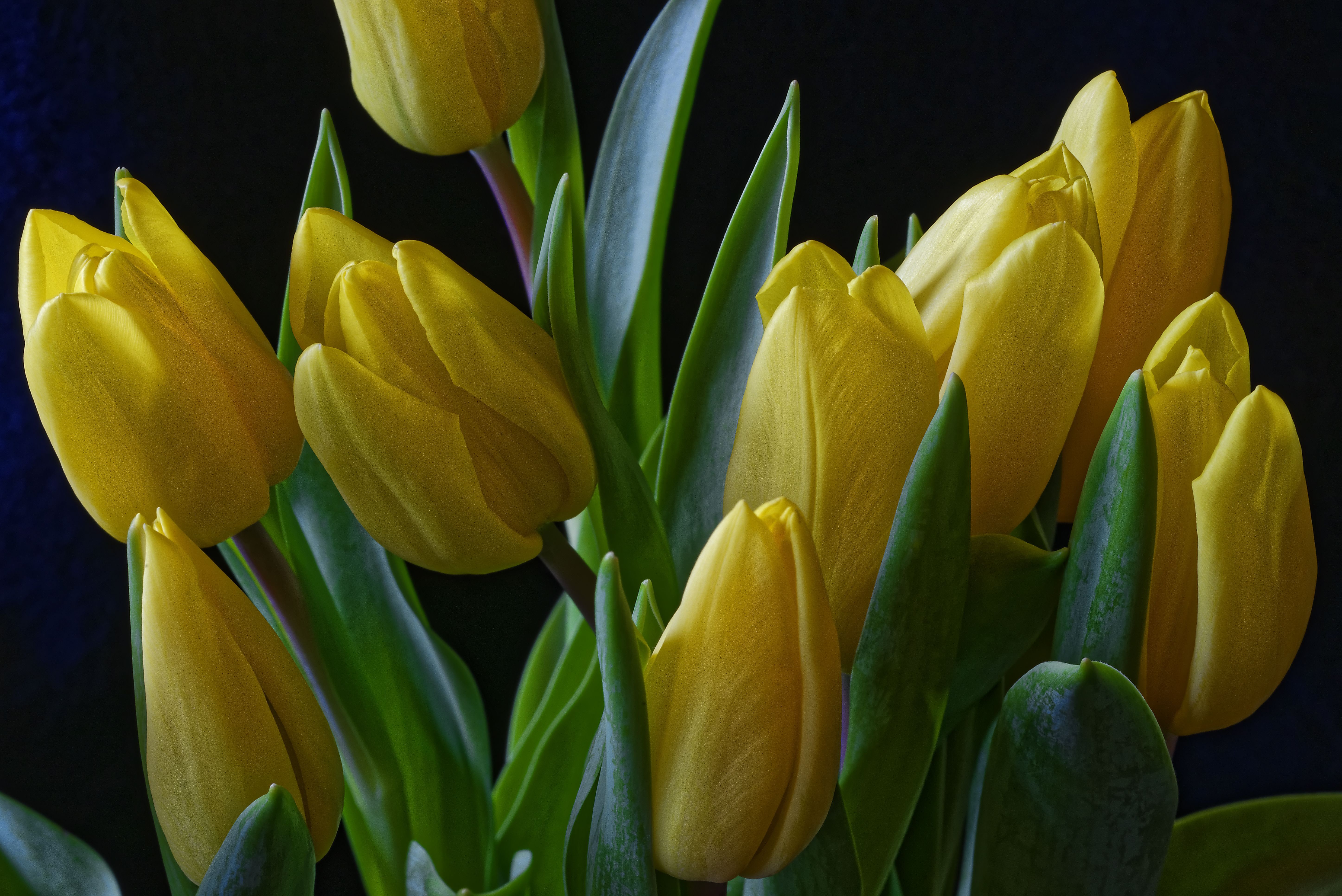 5788x3864 Earth Flower Tulip Yellow Flower Wallpaper Resolution 5788x3864