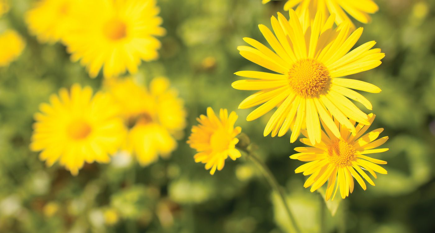 1400x750 Types Of Yellow Flowers