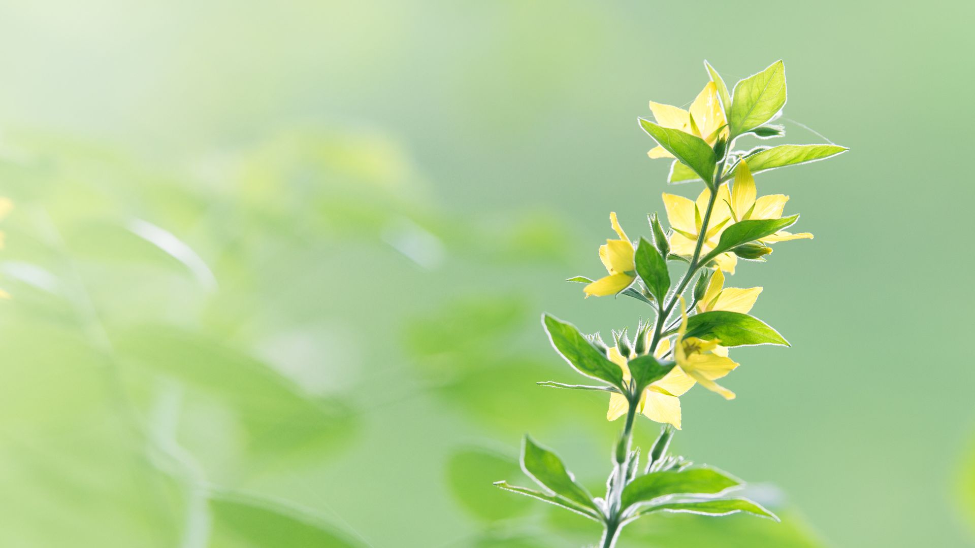 1920x1080 Yellow Flowers Green Leaves Blurred Wallpaper