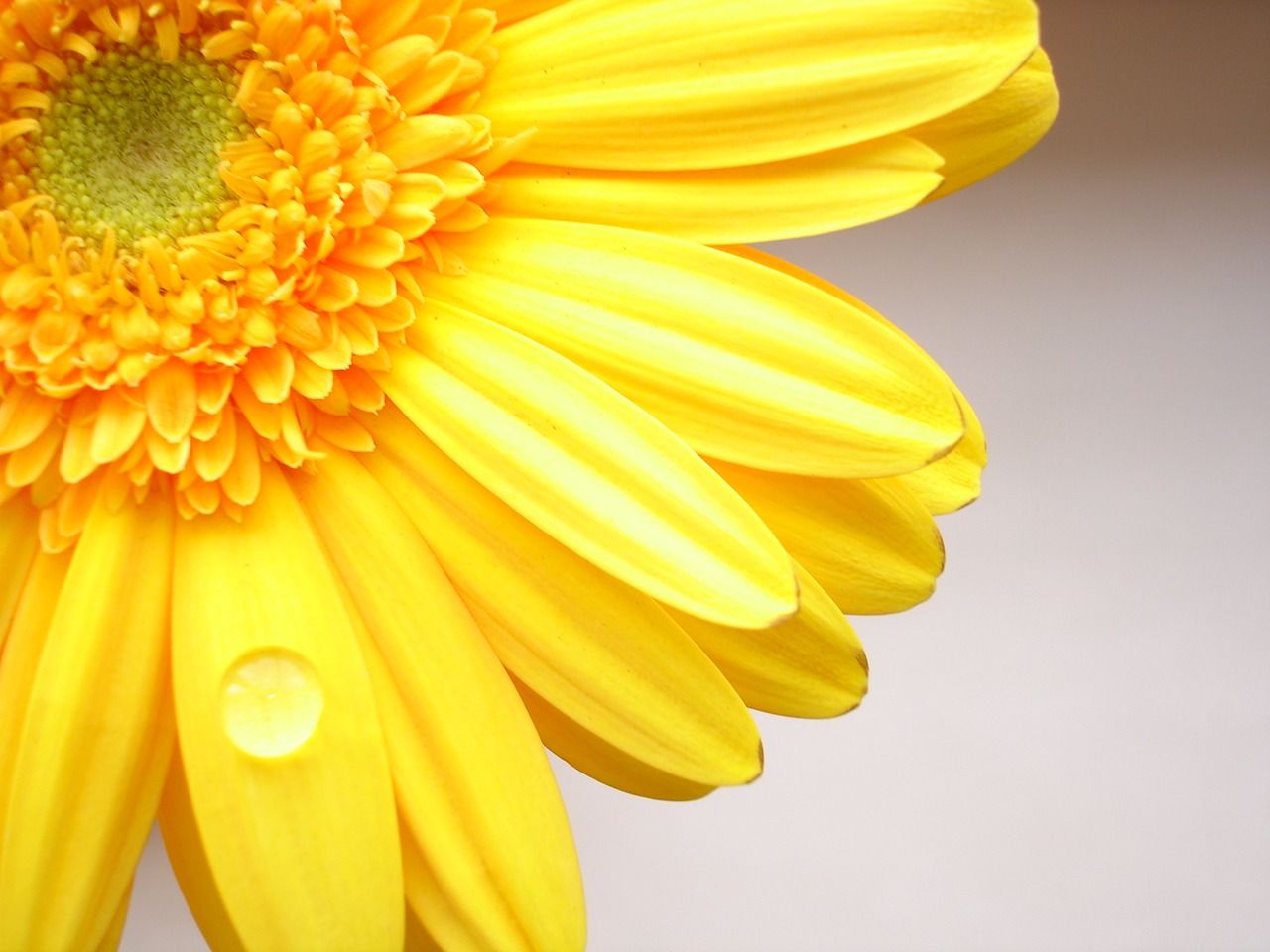 1280x960 Free Download Yellow Flowers Wallpaper Image Gallery 1280x960 For Your Desktop Mobile Tablet Explore Yellow Wallpaper Designs Yellow And Gray Wallpaper Designs Green And Yellow Wallpaper Blue And Yellow Wallpaper