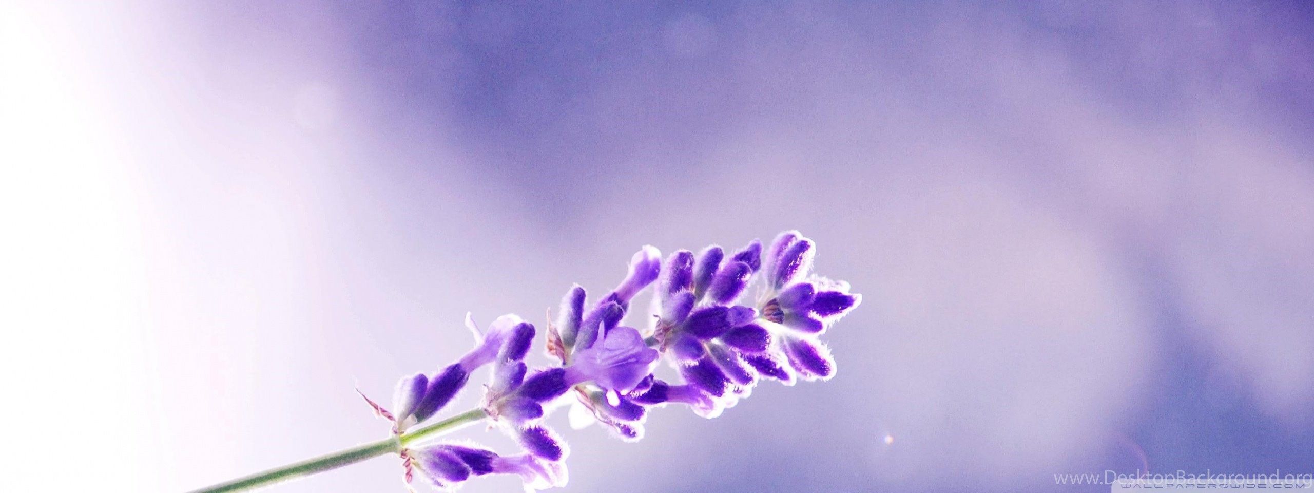 2560x960 Lavender Flowers Wallpaper Desktop Background
