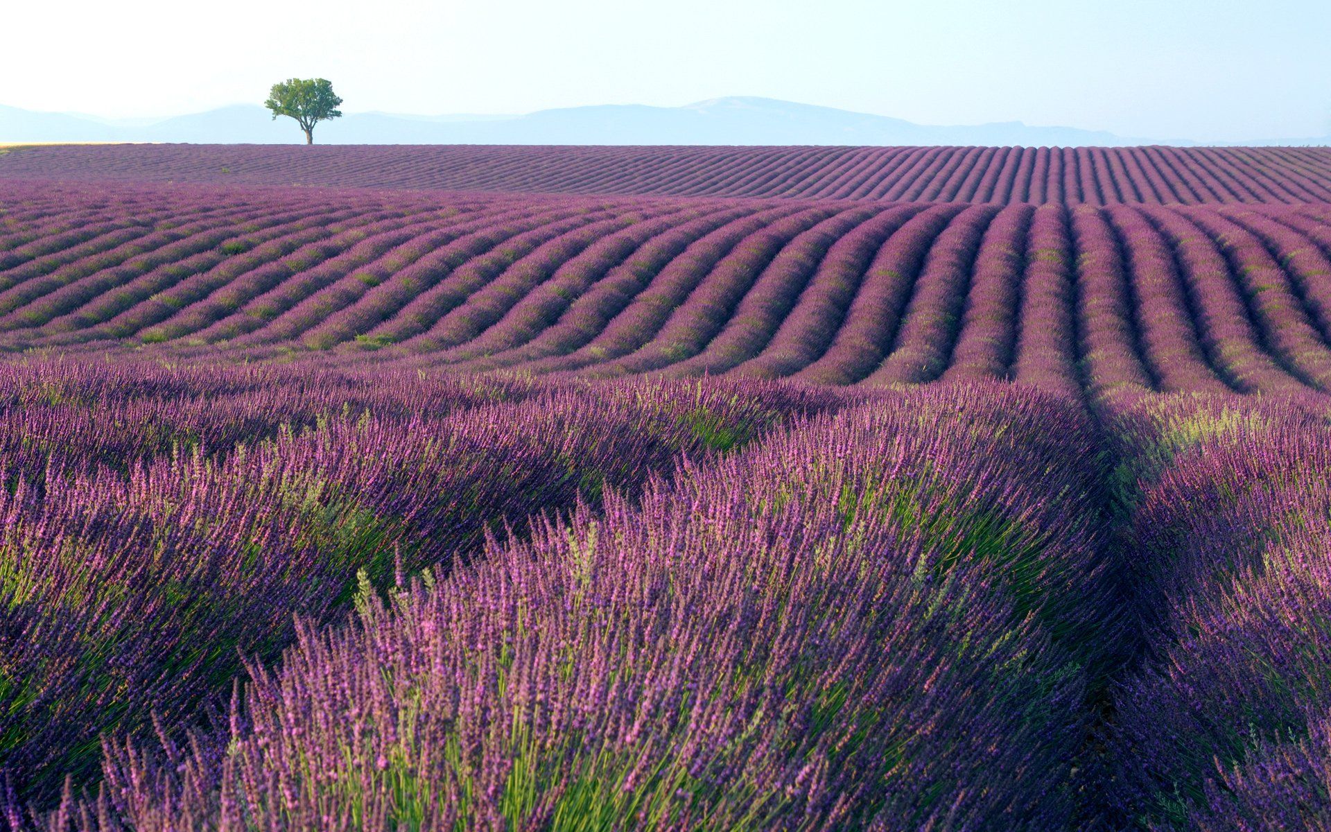 1920x1200 Lavender Hd Wallpaper And Background Image