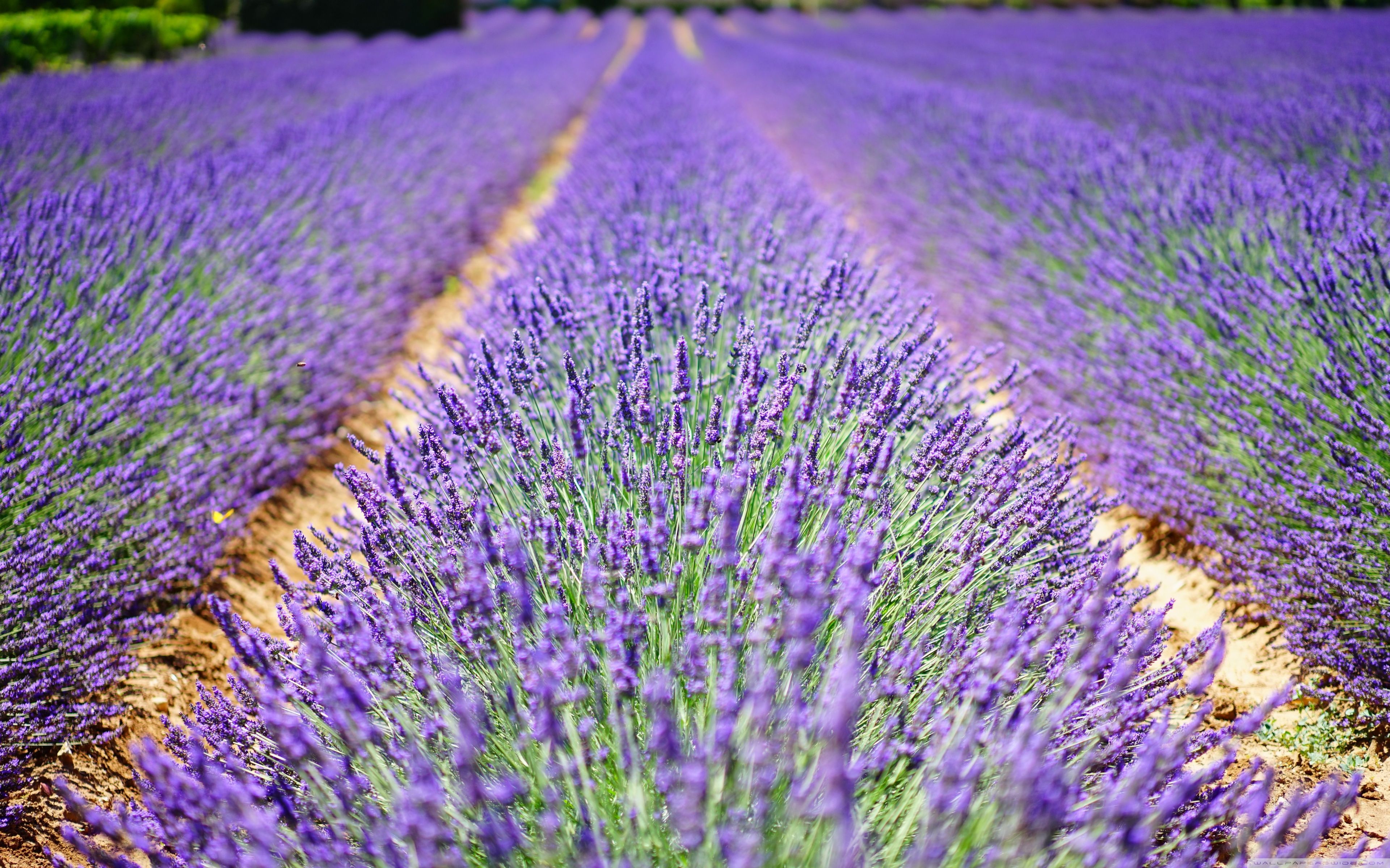 3840x2400 Beautiful Lavender Flowers 4k Hd Desktop Wallpaper For 4k