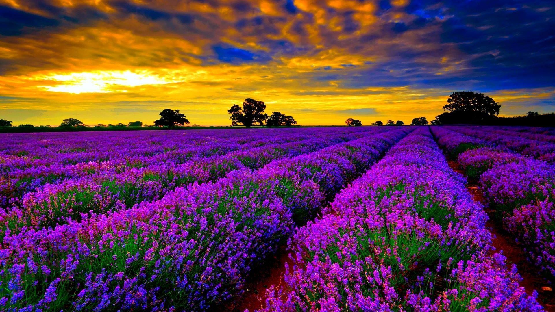 1920x1080 Lavender Fields In France Wallpaper Download At