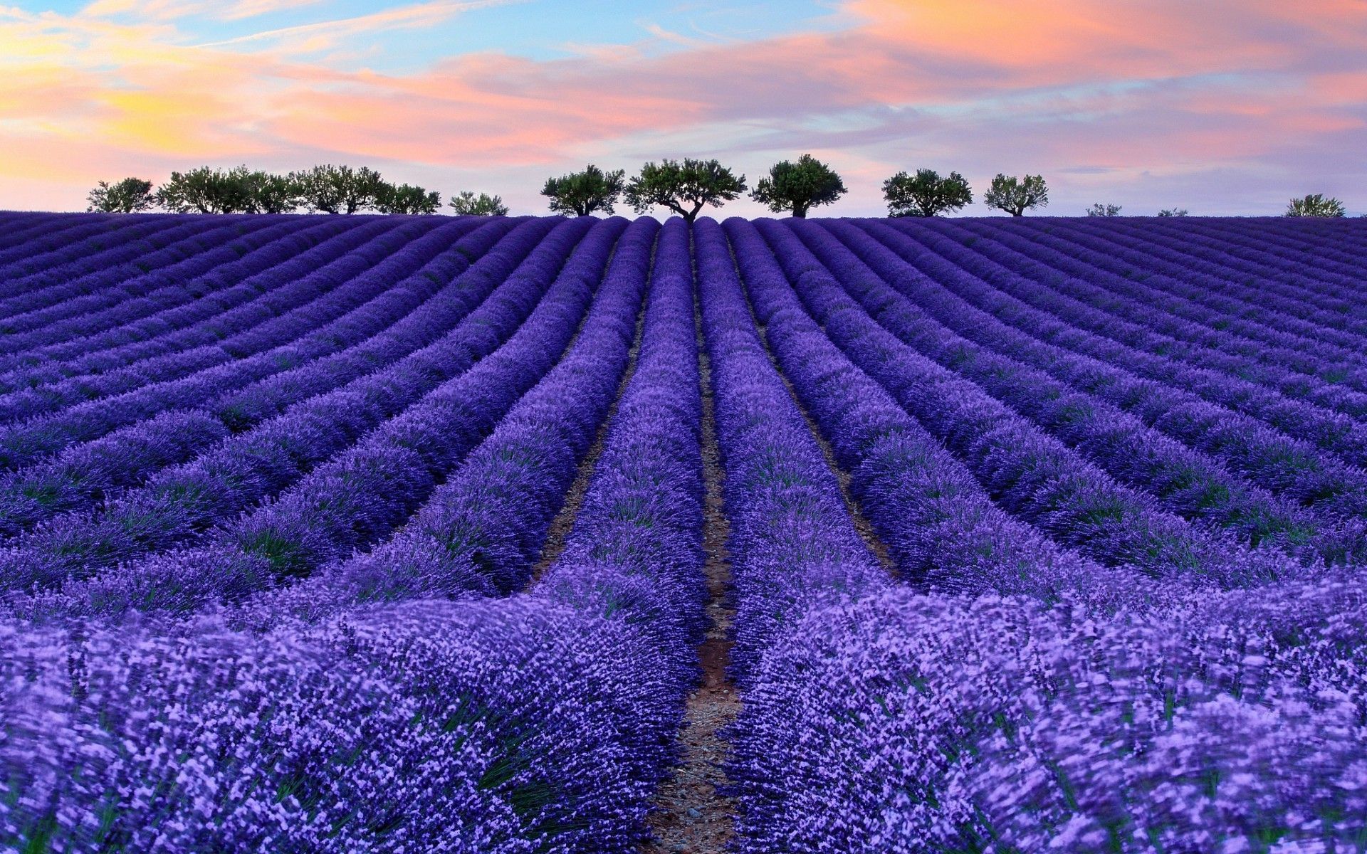 1920x1200 Nature Colorful Photography Lavender Wallpaper