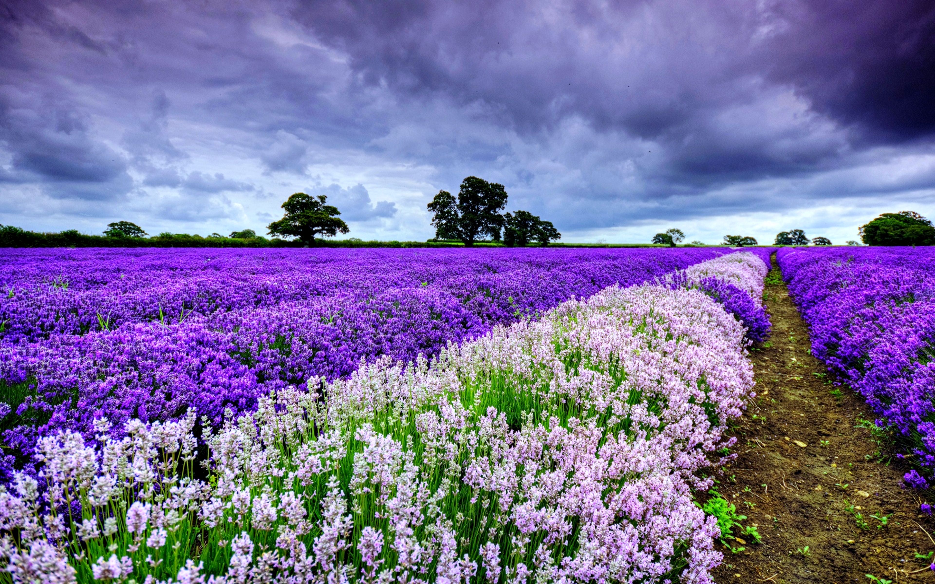 3840x2400 Lavender Hd Wallpaper And Background Image