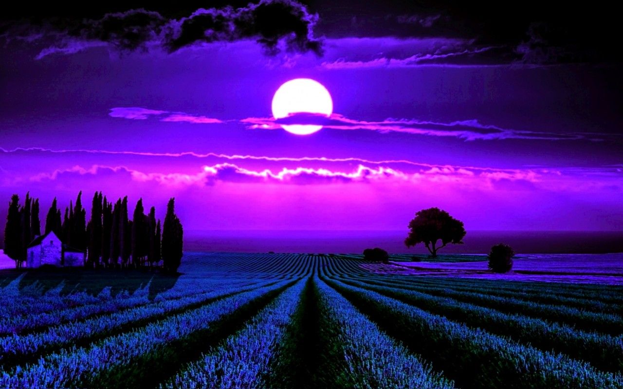 1280x800 Moonlight Lavender Wallpaper Moonlight Lavender Stock Photos