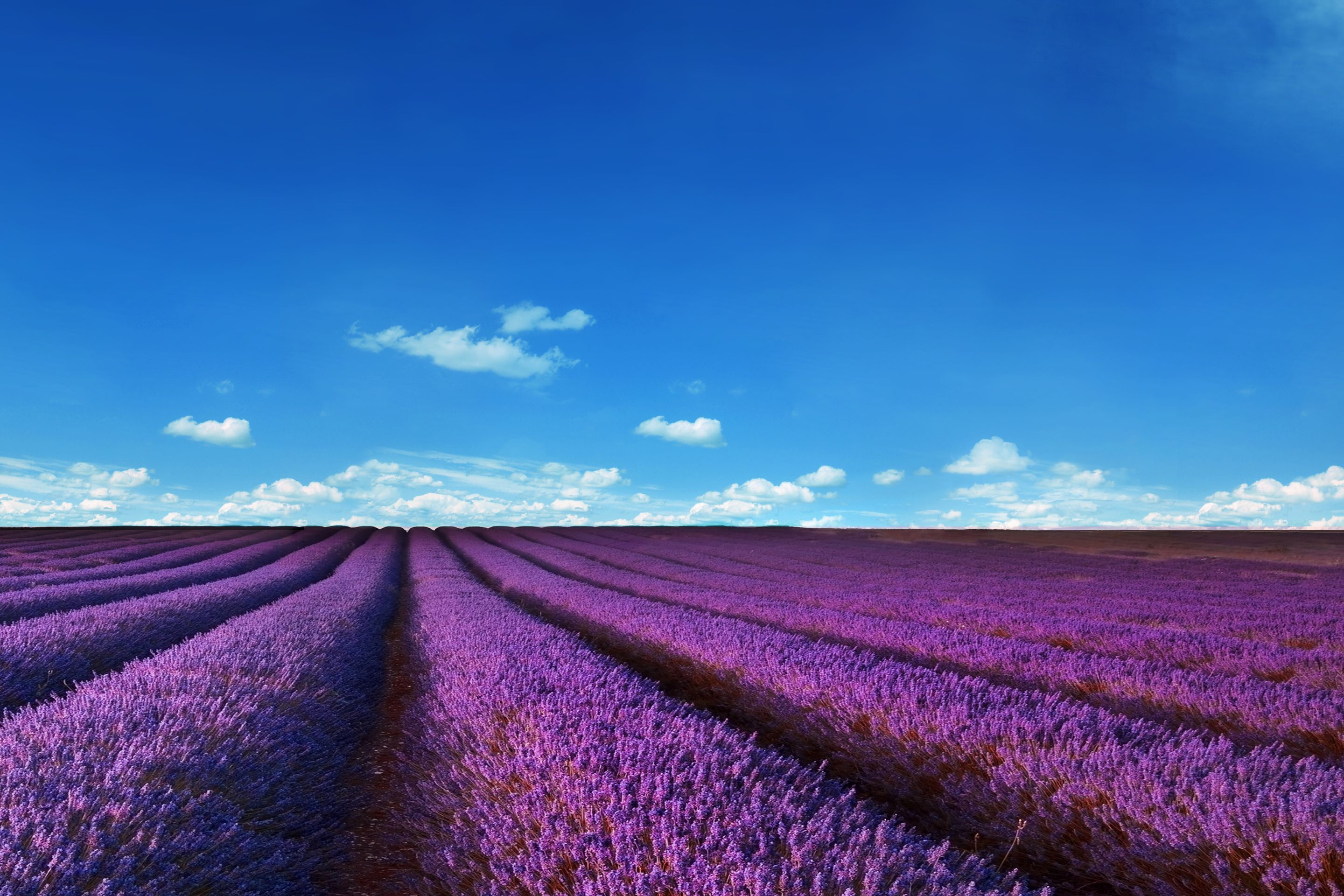 2880x1920 Wallpaper Lavender Fields Hd Nature