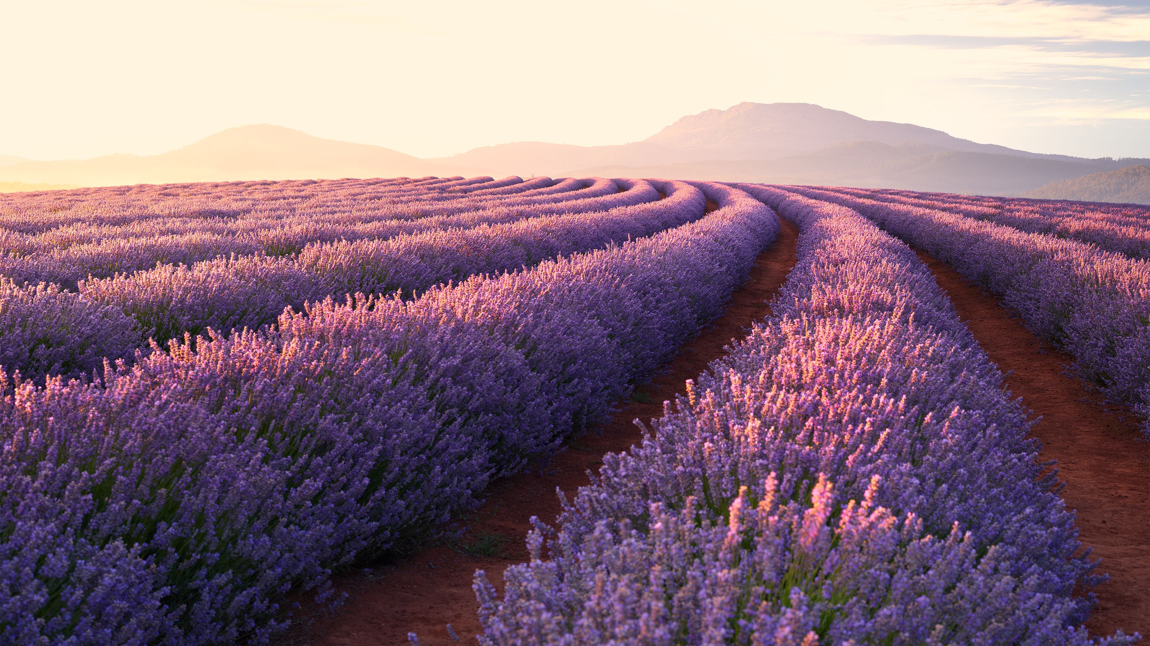 3840x2160 Lavender Fields Hd Nature 4k Wallpaper Image