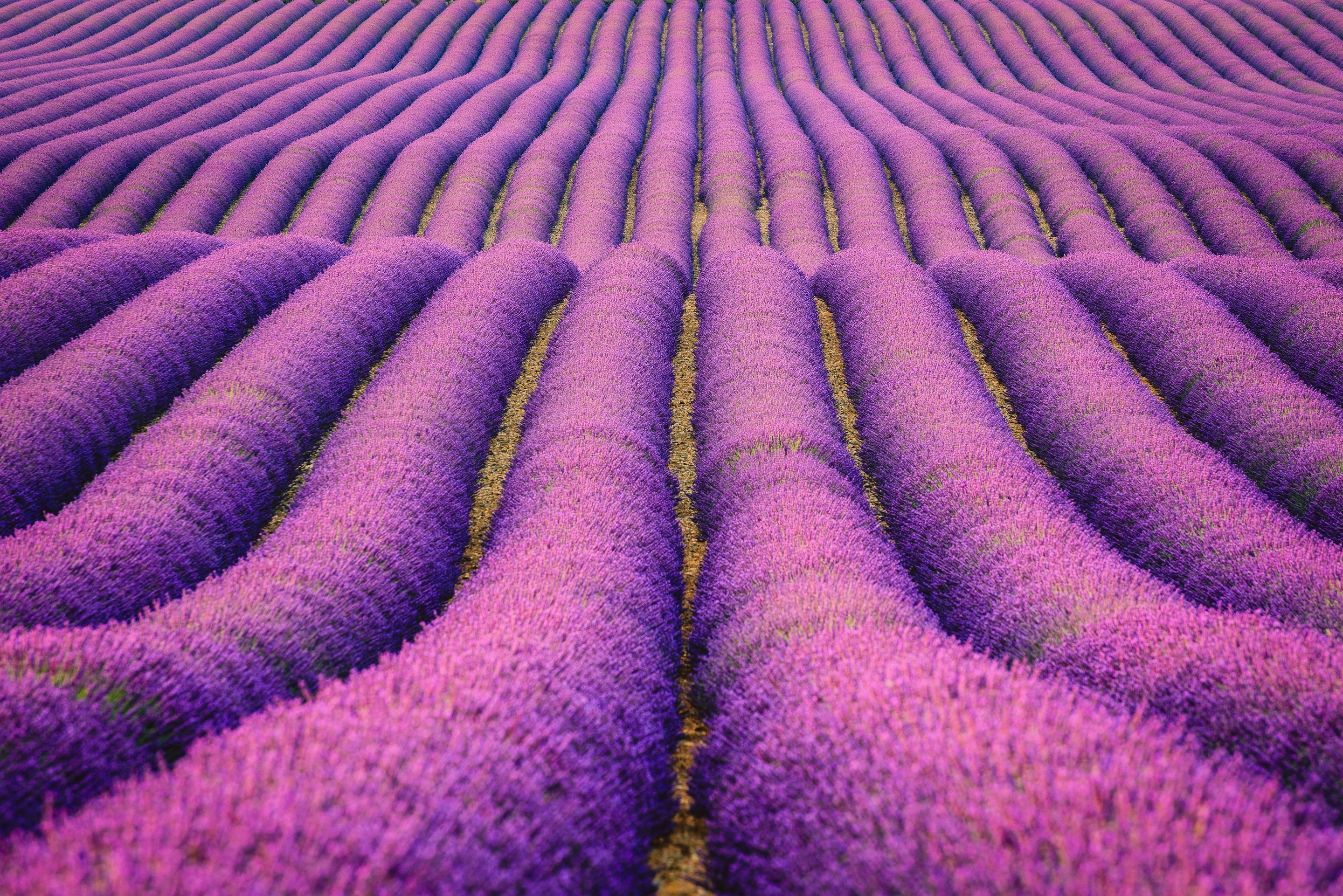 2880x1922 Wallpaper Lavender Fields Purple Farm Hd Nature