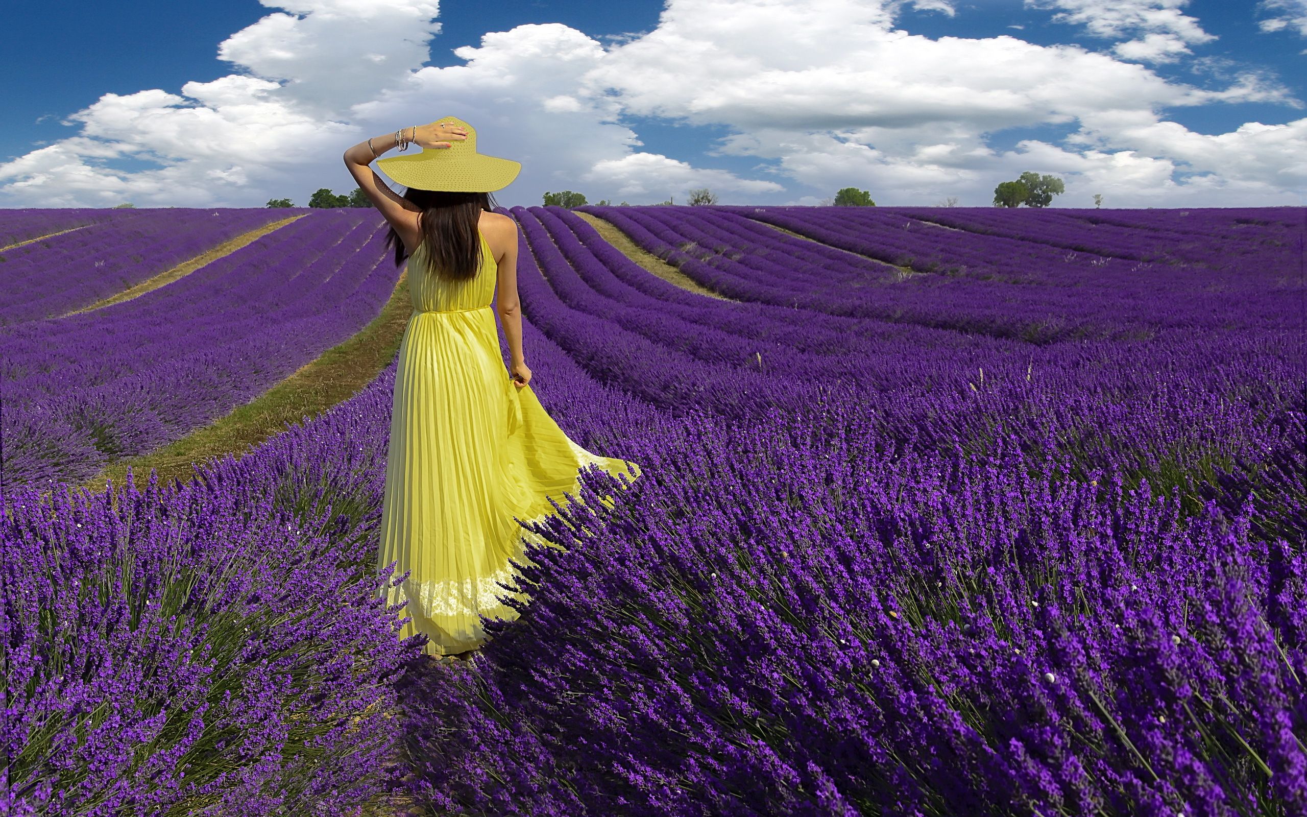 2560x1600 Lavender Hd Wallpaper And Background Image