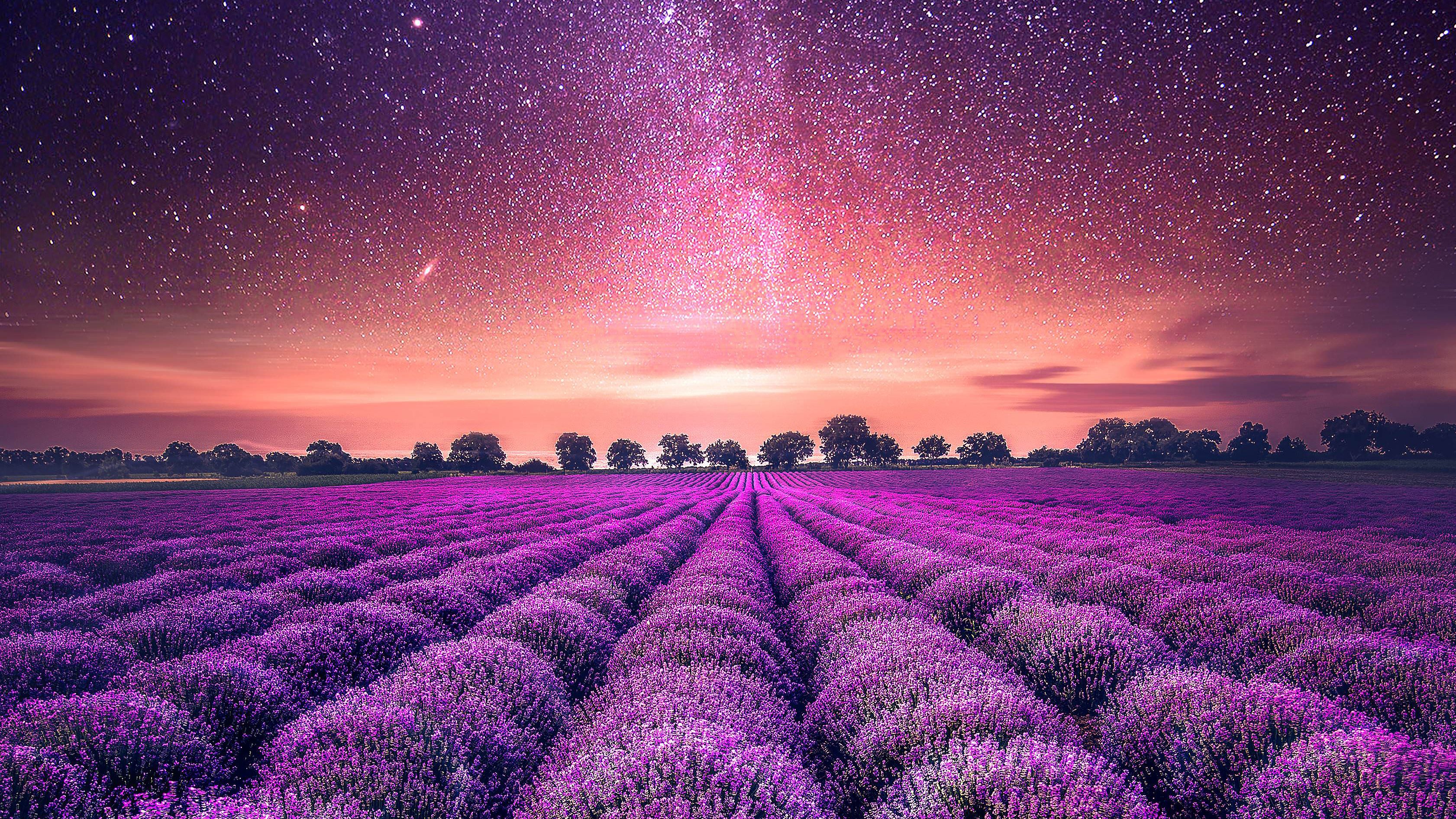 3363x1892 Starry Sky Lavender Field Wallpaper