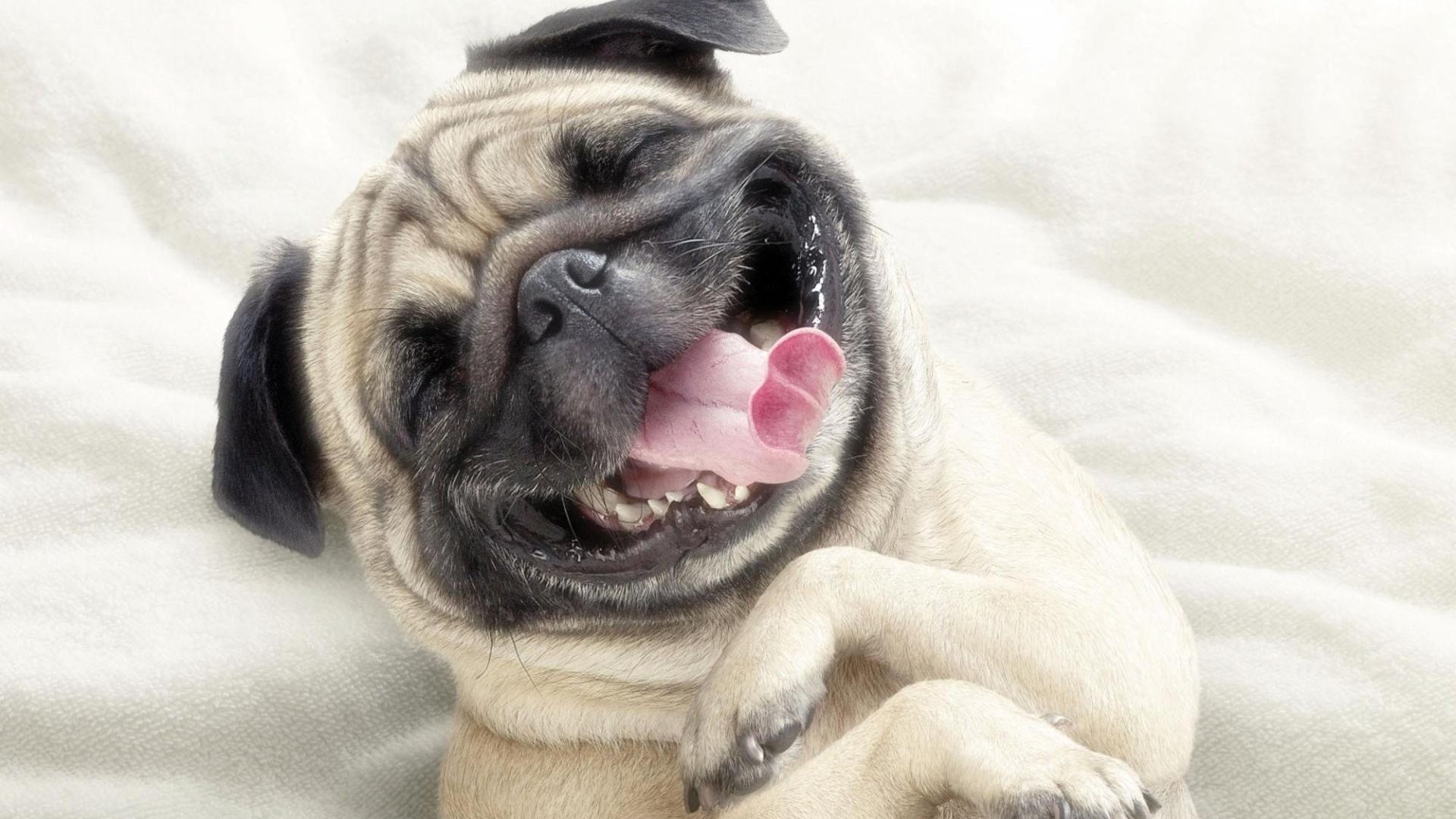 1920x1080 Dogs Smiling Funny Animals Wallpaper