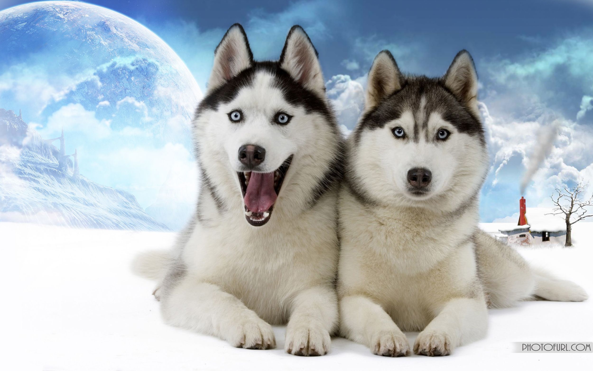 2500x1563 Wolf Wallpaper And Desktop Themes Funny Animal Wallpaper 2013