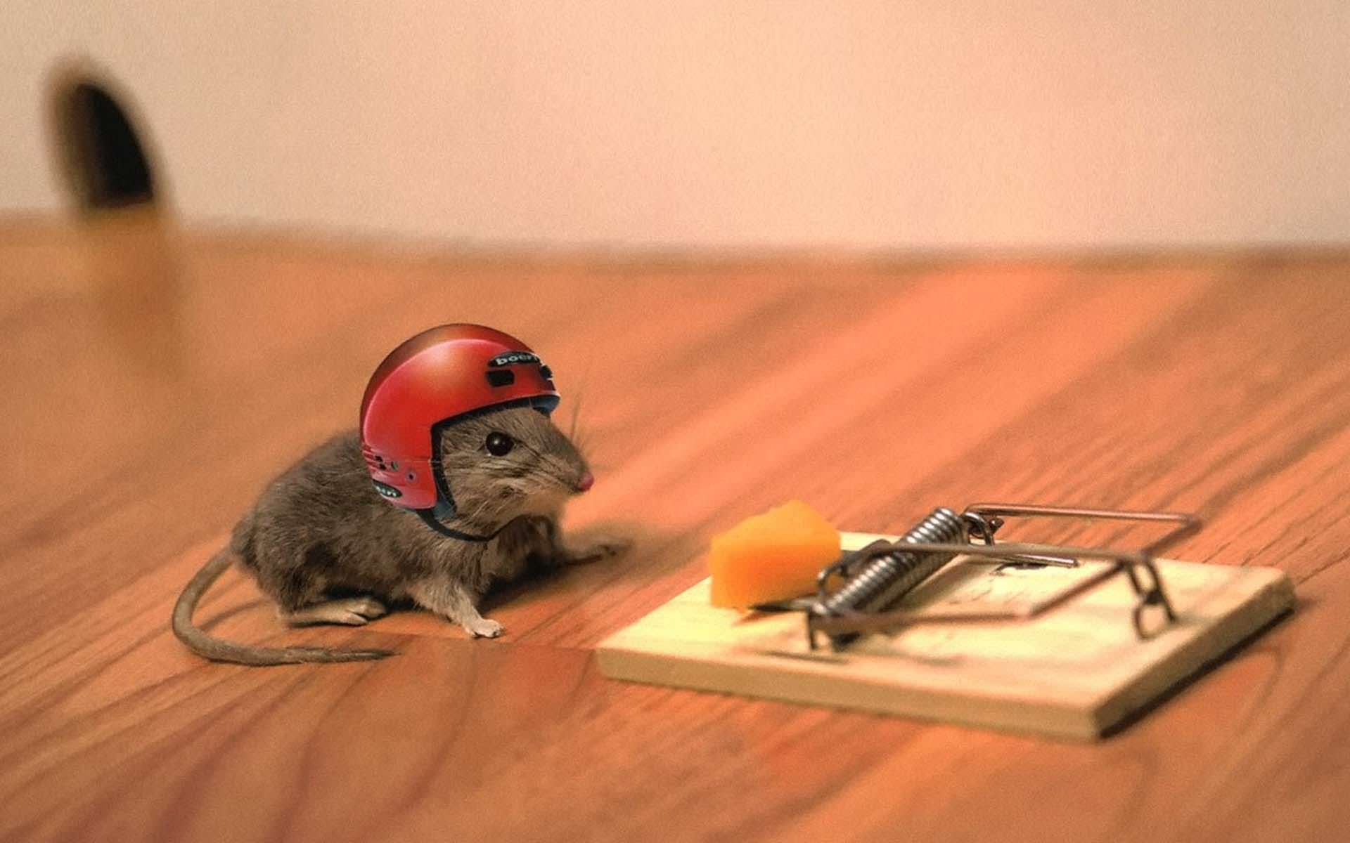 1920x1200 Funny Mouse Animal Wallpaper Hd Wallpaper High Resolution