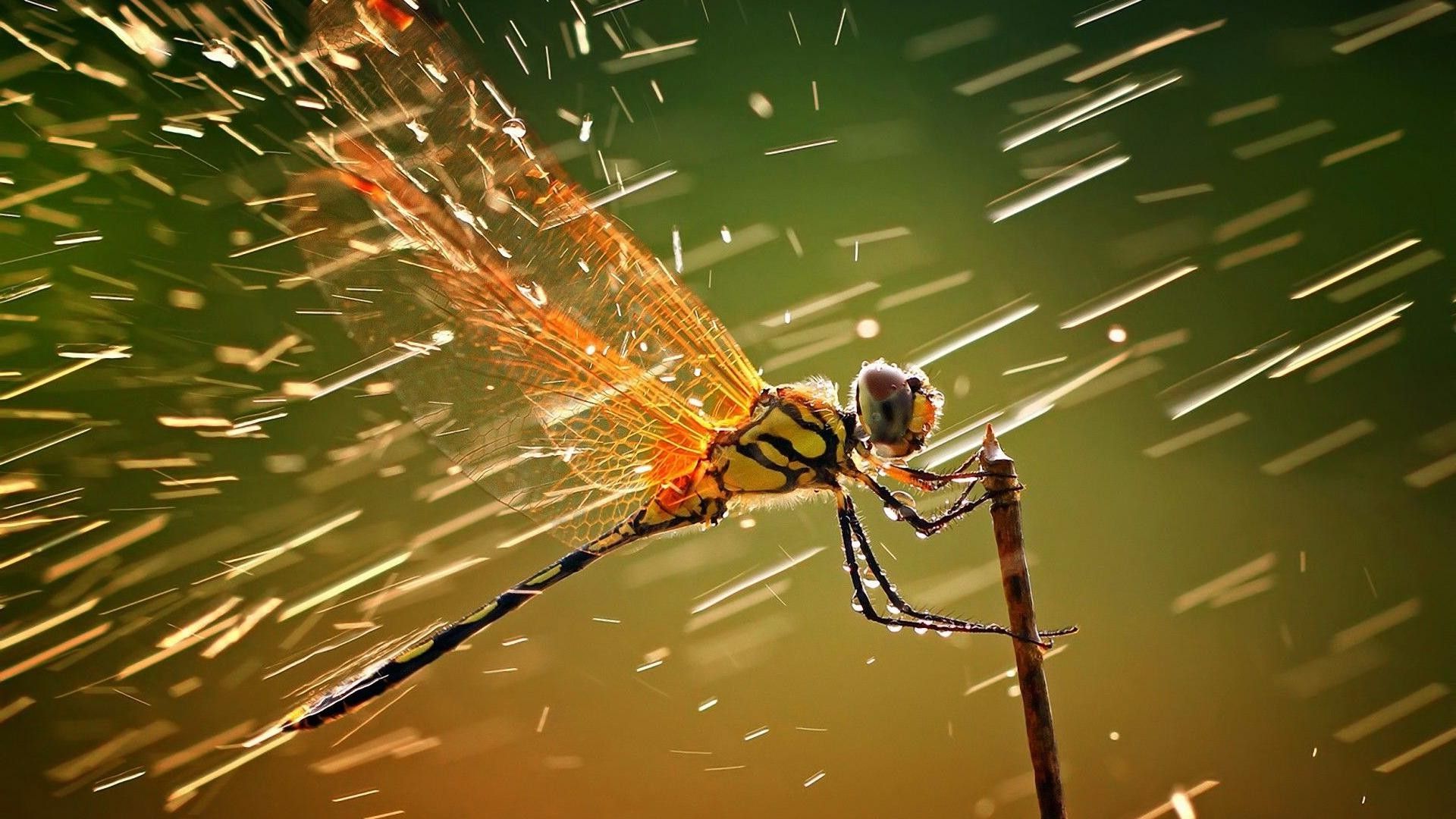 1920x1080 Animals Dragonflies Macro Water Drops Insect Rain Wildlife Wallpaper Hd Desktop And Mobile Background