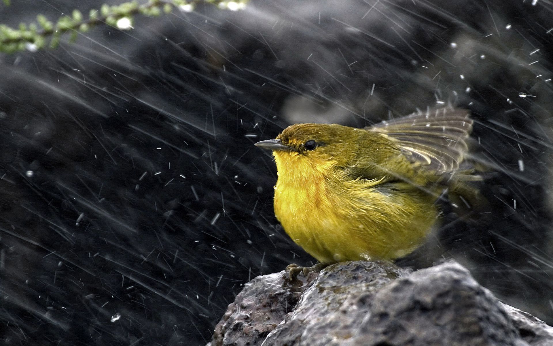 1920x1200 Yellow Bird In The Rain Les Plus Beaux Oiseaux Photo Oiseau Oiseaux Des Jardins