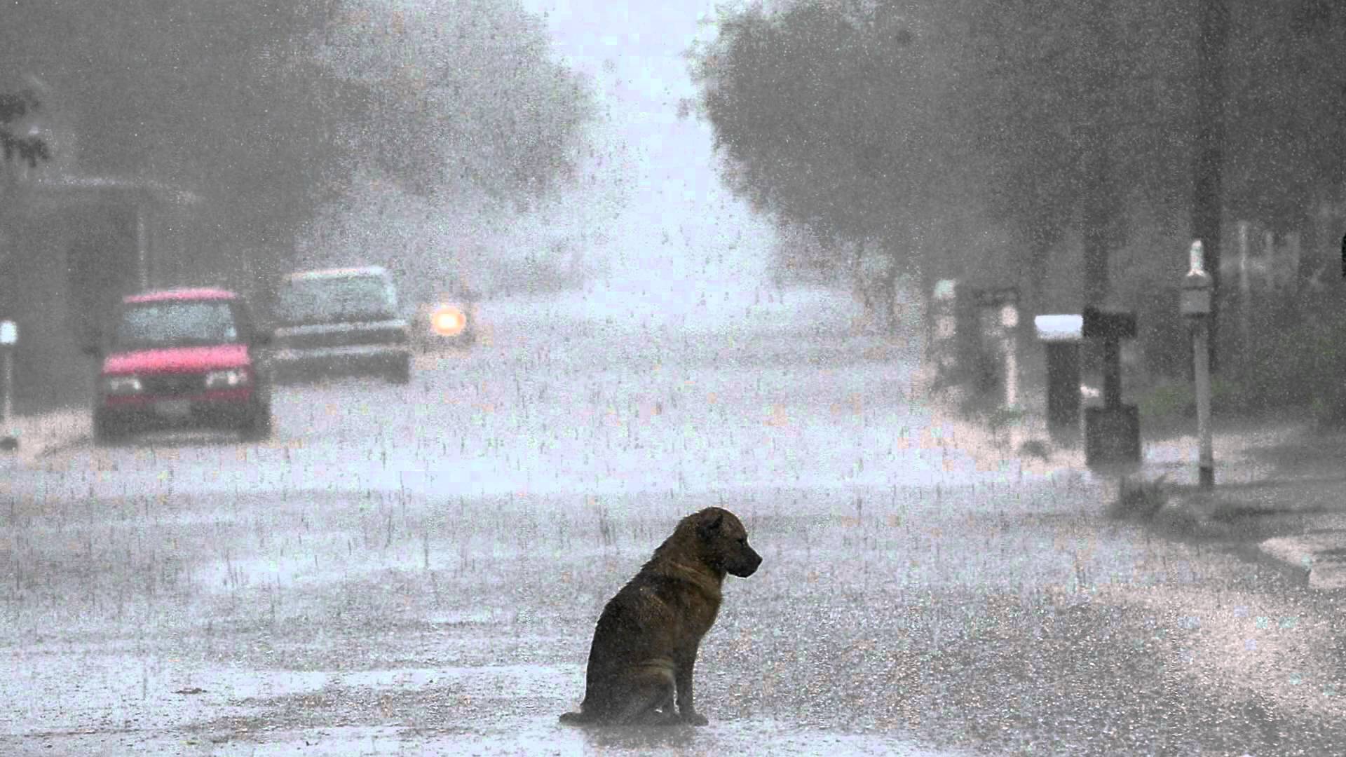 1920x1080 Lonely Sad Dog In The Rain Hd Wallpaper 1920x1080