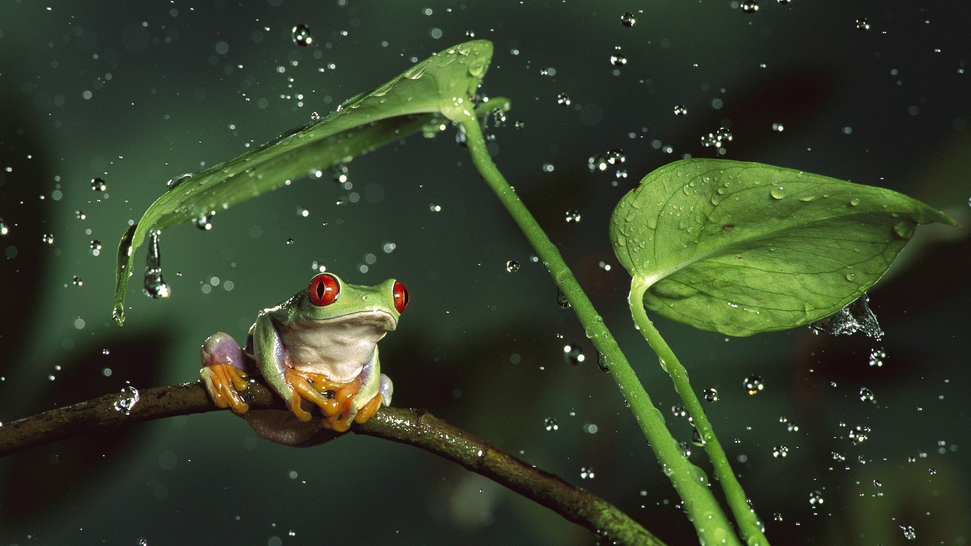 1920x1080 Frog During Rain Wallpaper