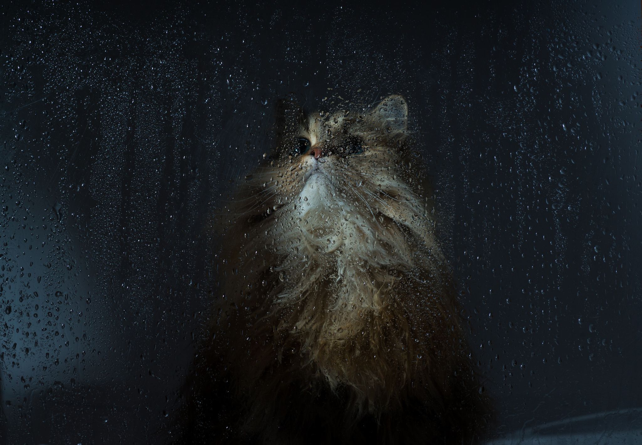 2048x1422 Desktop Wallpaper Cats Fluffy Rain Drops Glass Animal 2048x1422