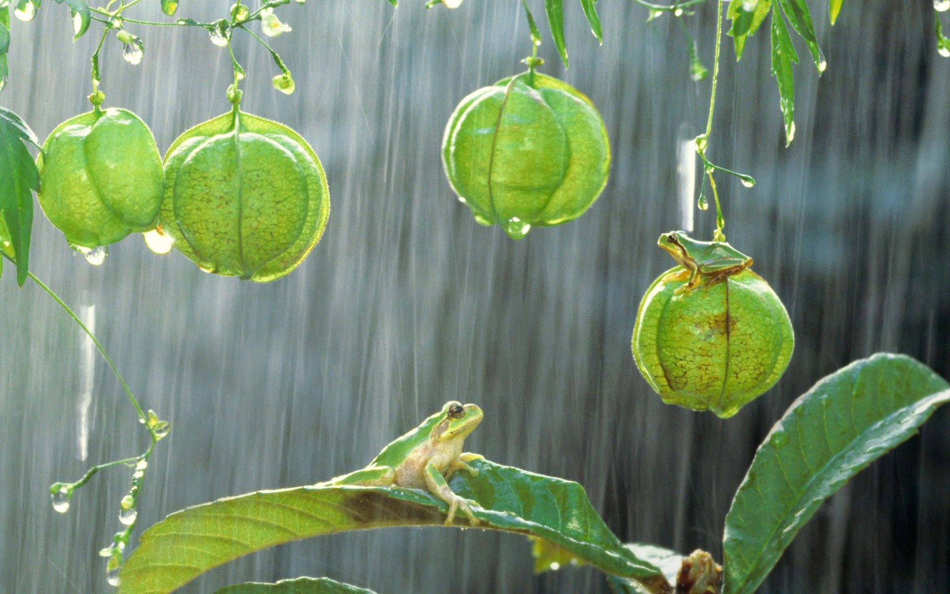 1920x1200 Frogs On The Plants In The Rain Wallpaper And Image Wallpaper Picture Photos