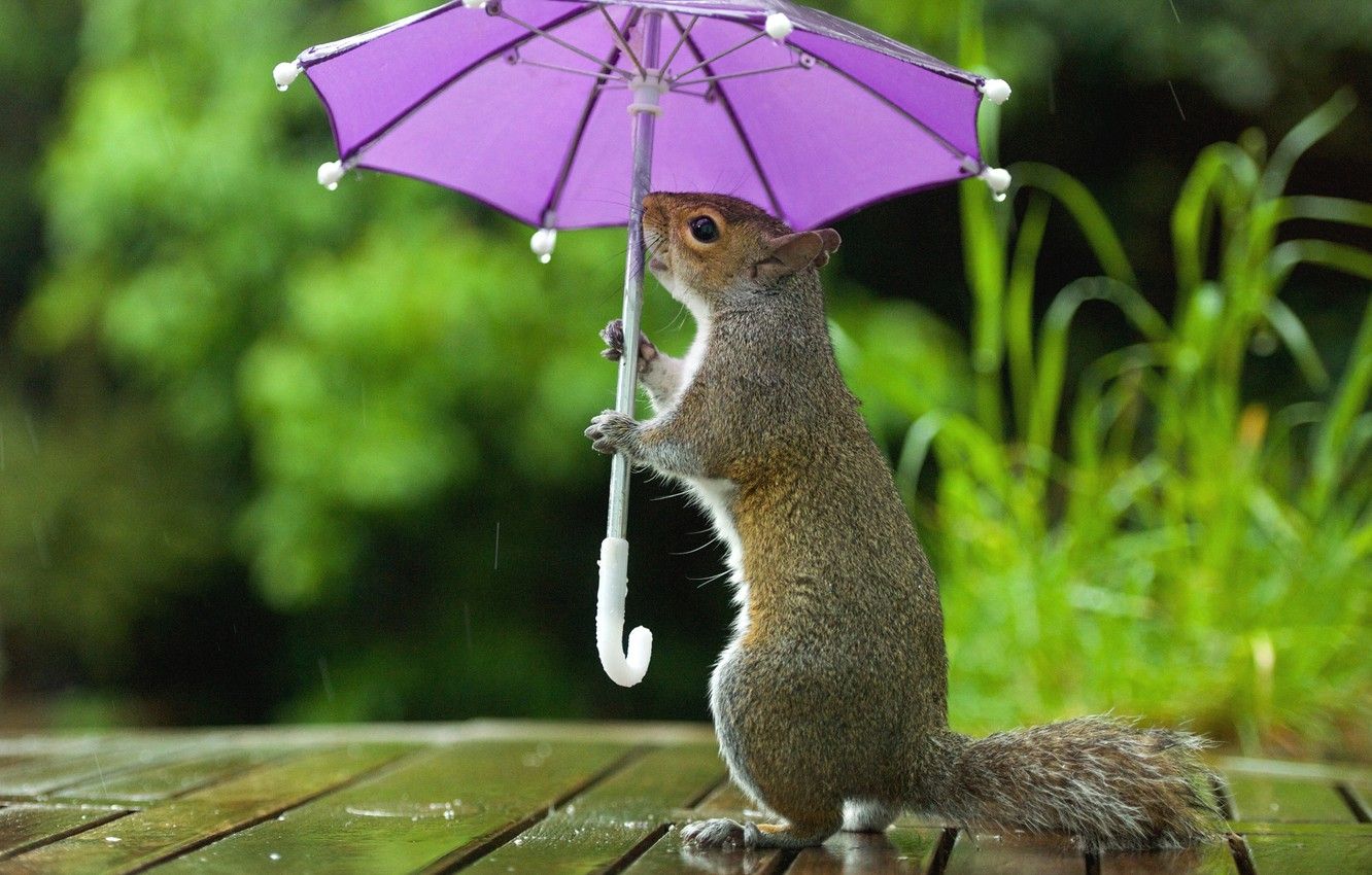 1332x850 Wallpaper Nature Umbrella Table Background Rain Lilac Board Umbrella Protein Grey Weed Stand Keeps Bokeh Under The Umbrella Image For Desktop Section 1078 1080 1074 1086 1090 1085 1099 1077
