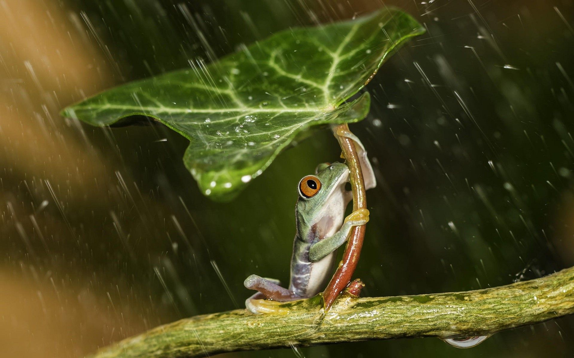 1920x1200 Nature Animals Frog Leaves Plants Rain Water Water Drops