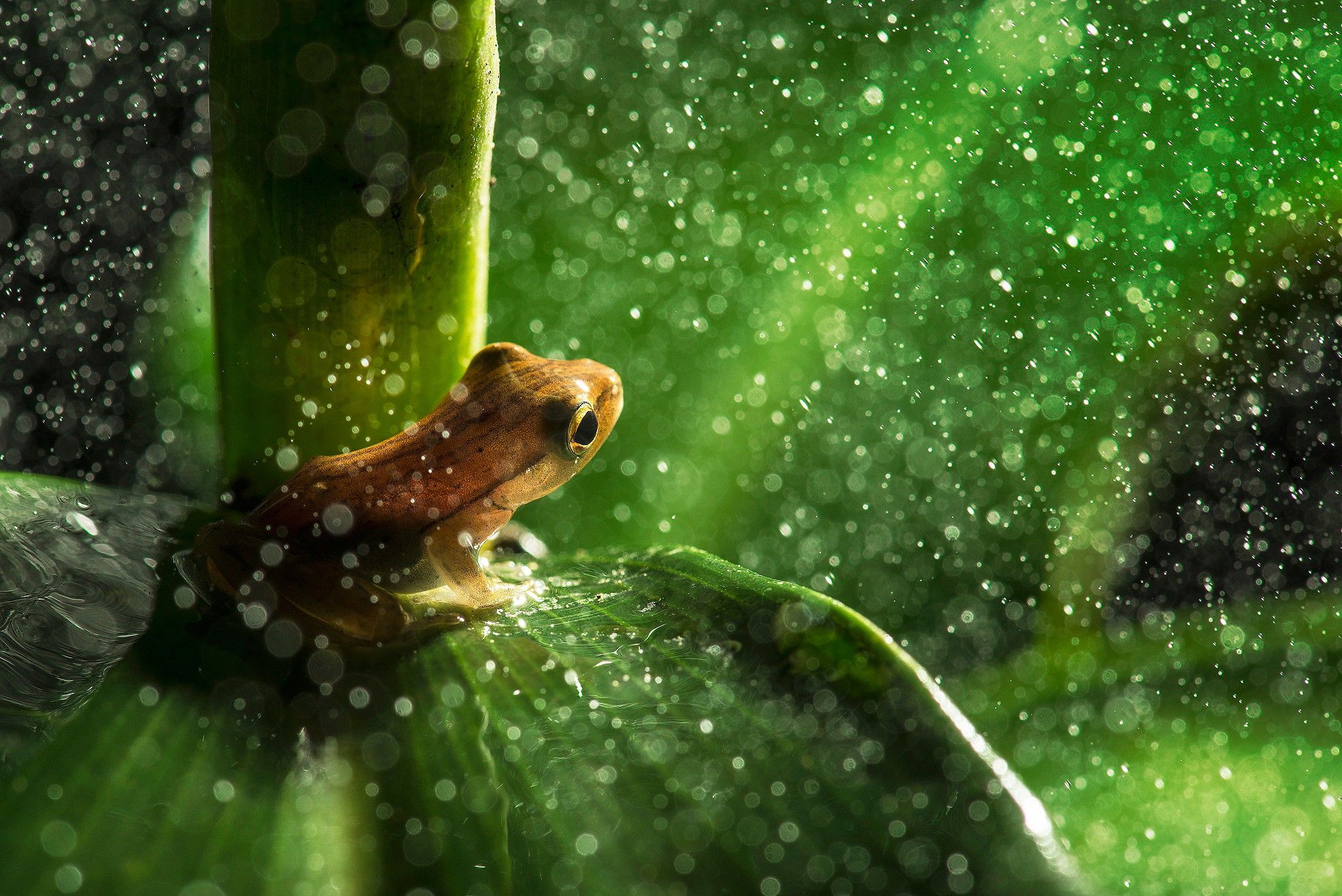 2048x1367 Nature Animals Frog Leaves Macro Rain Water Drops Plants
