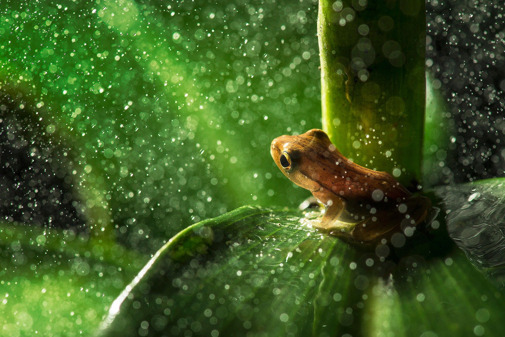 2048x1367 Bokeh Animals Frog Leaves Macro Rain Water Drops Plants Nature Wallpaper